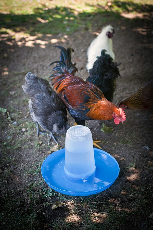 My really quick DIY waterer.... a chip/dip bowl and pitcher from the dollar store!  I stuck a few by the chickens' favorite hangout spots in the yard when it got really hot out over the summer.