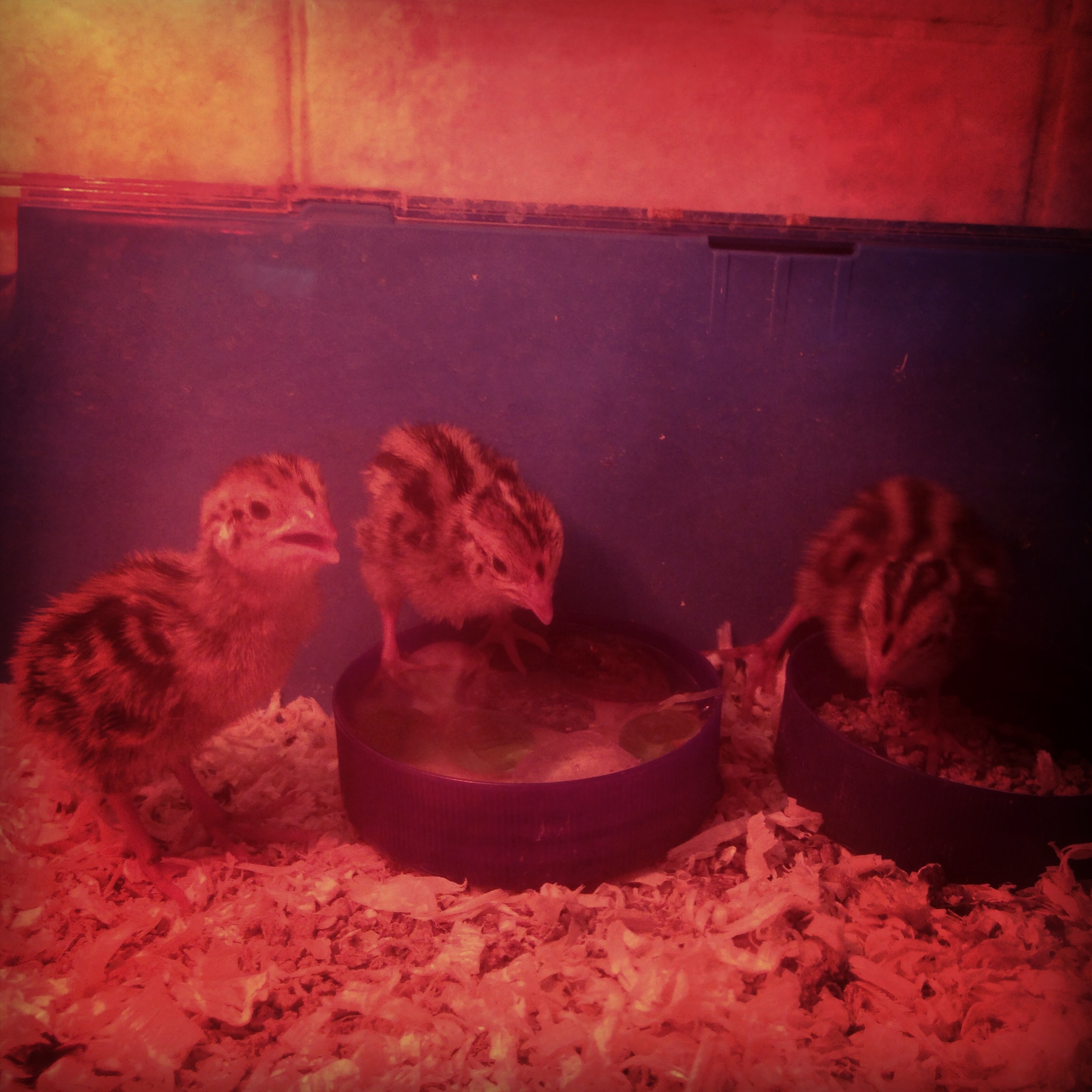 My recent chicks, just a few days old :)