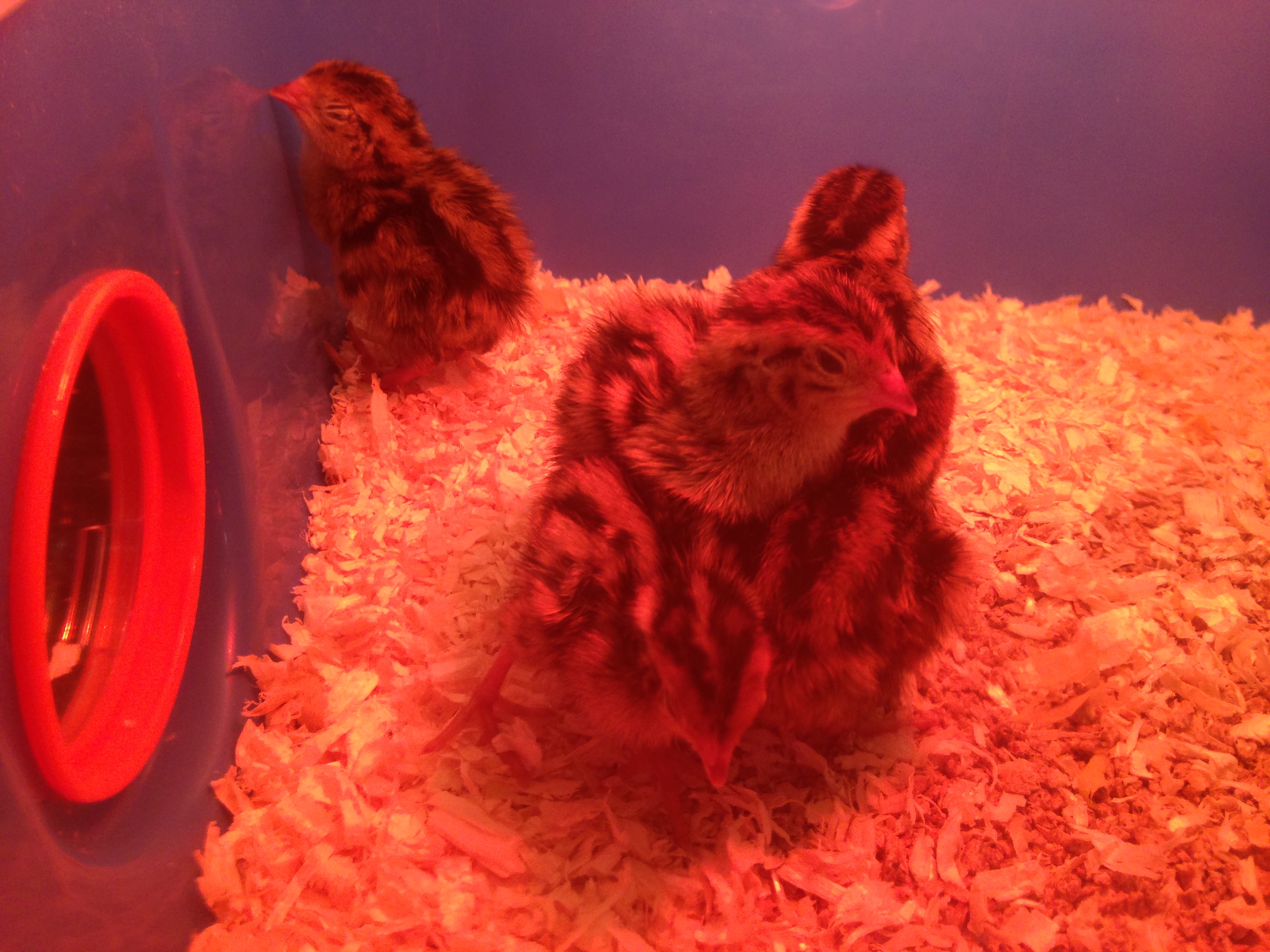My recent chicks, just a few days old :)