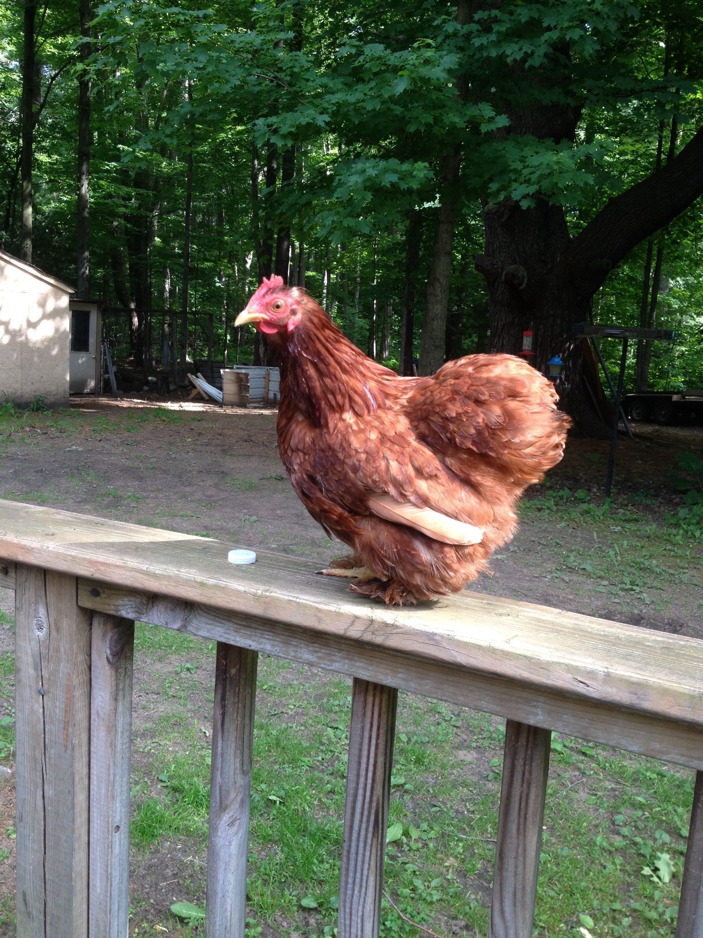 My red cochin hen