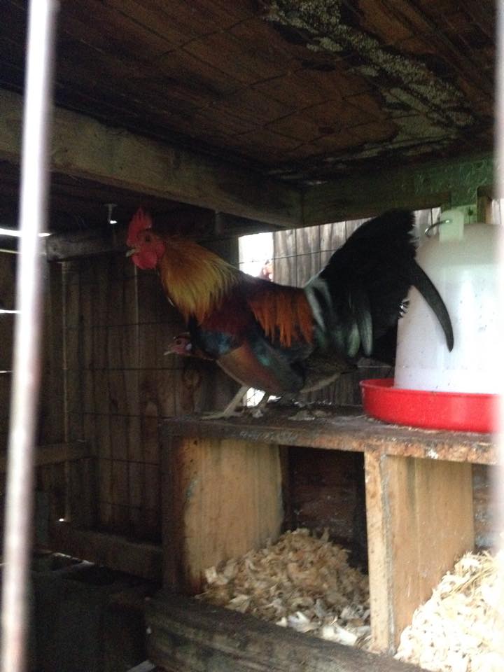 my red jungle fowl rooster