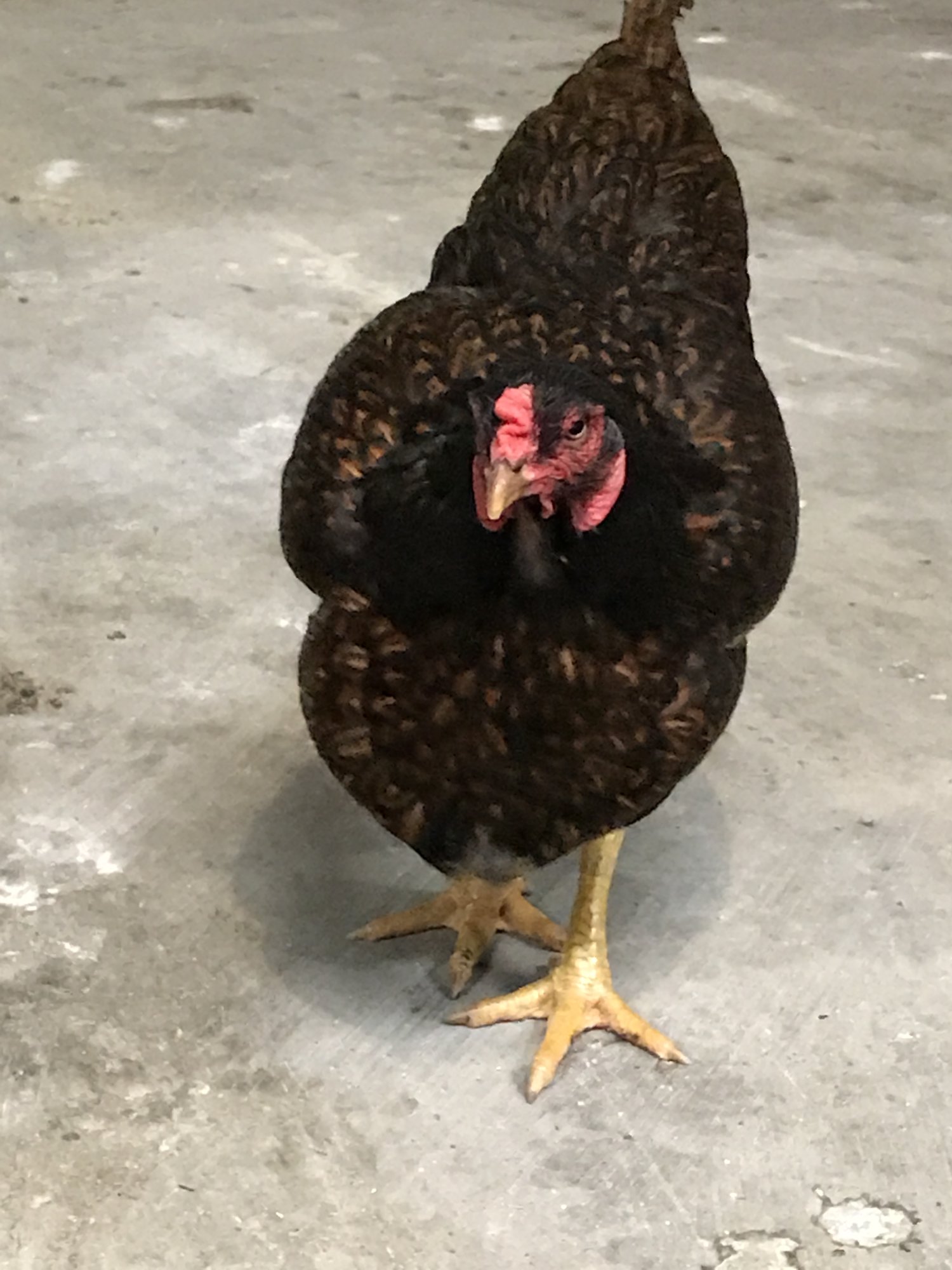 My Rescue Hen