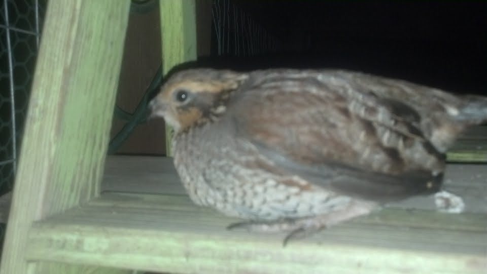 My rescued female quail.