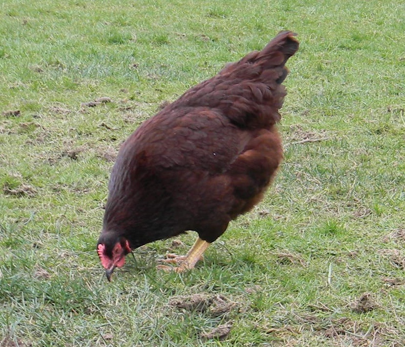 My Rhode Island Red named Merlot  !!