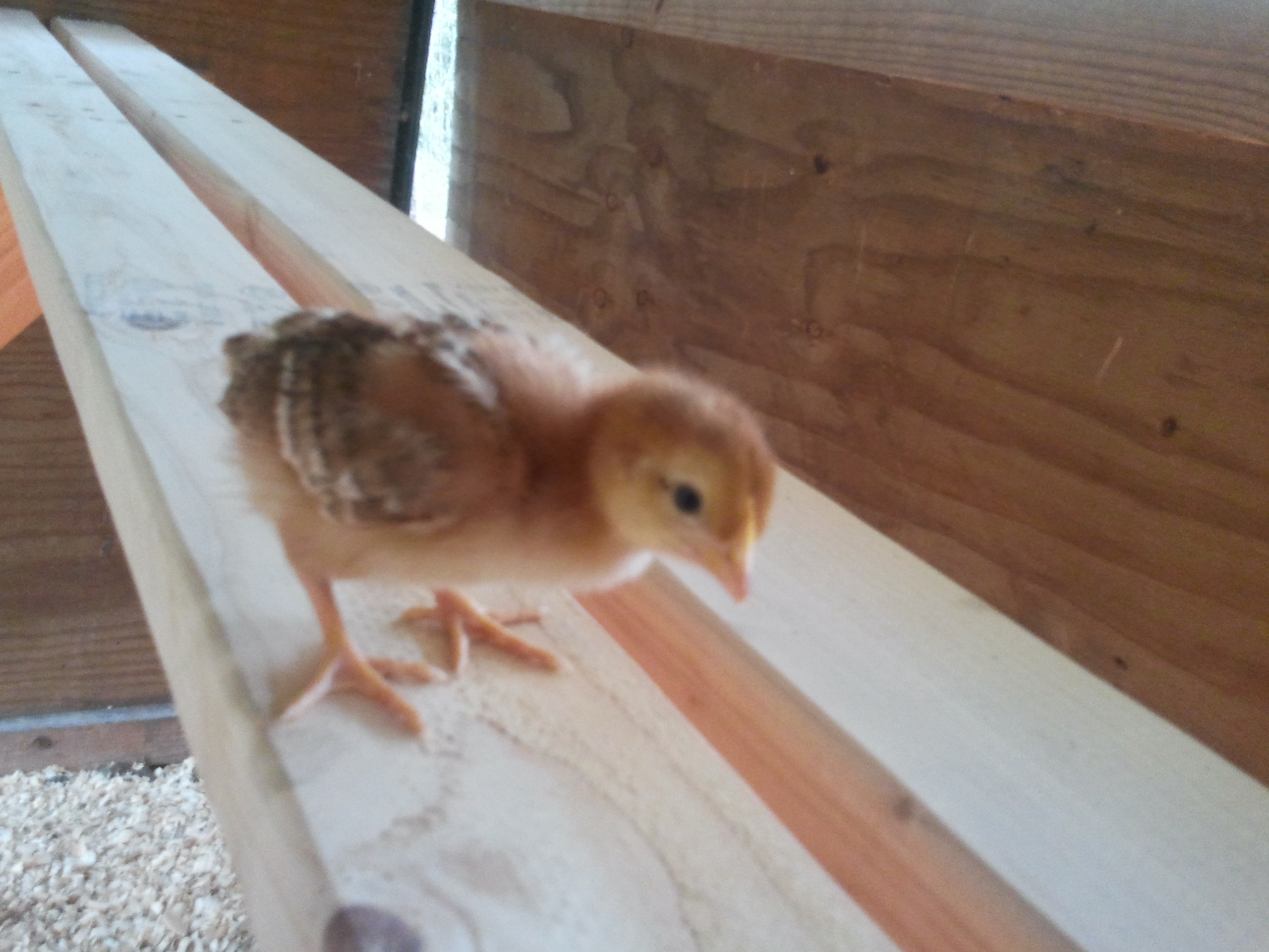 My Rhode Island Reds in Feb. as baby the gals have grown!!