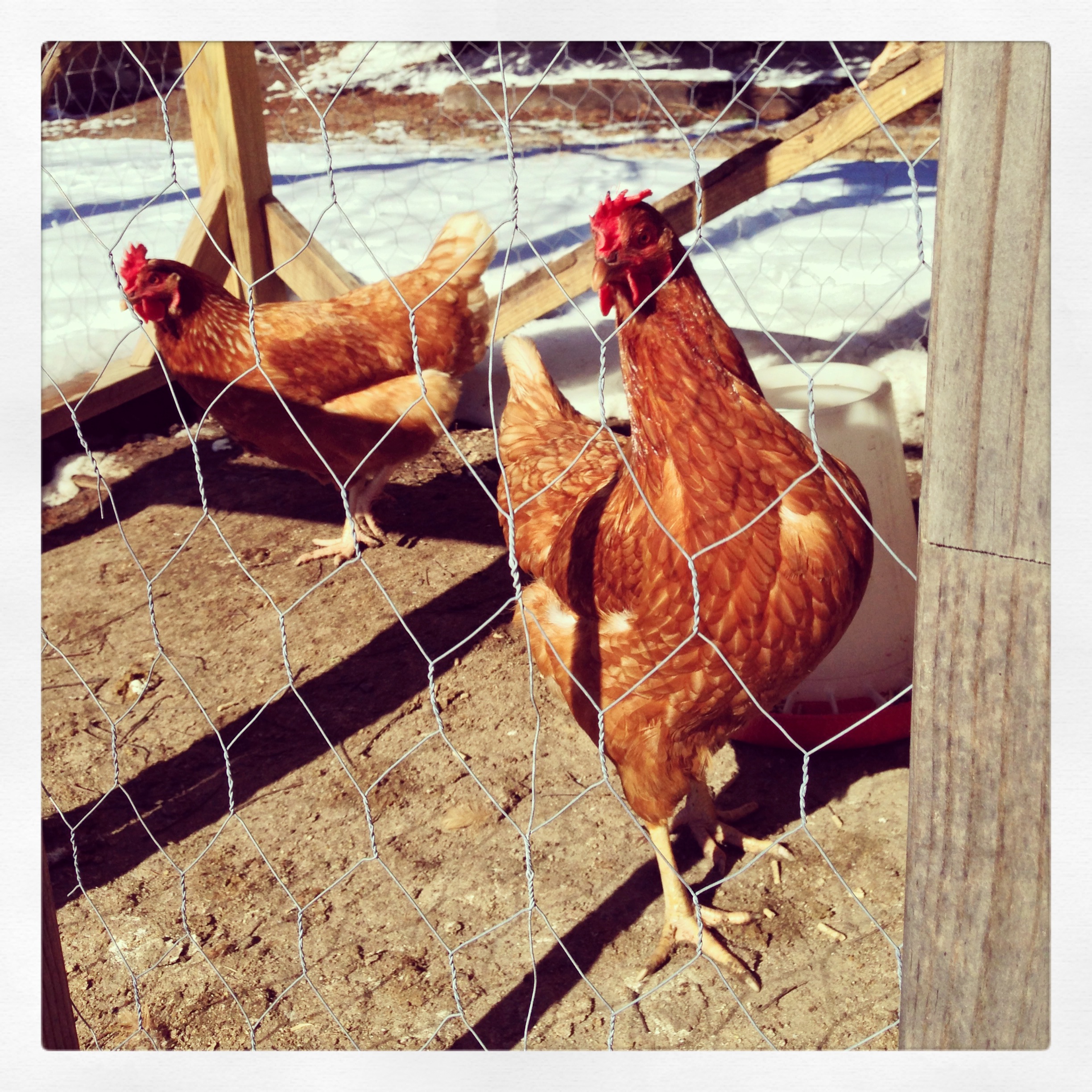 my rhode island reds. BackYard Chickens Learn How to Raise Chickens