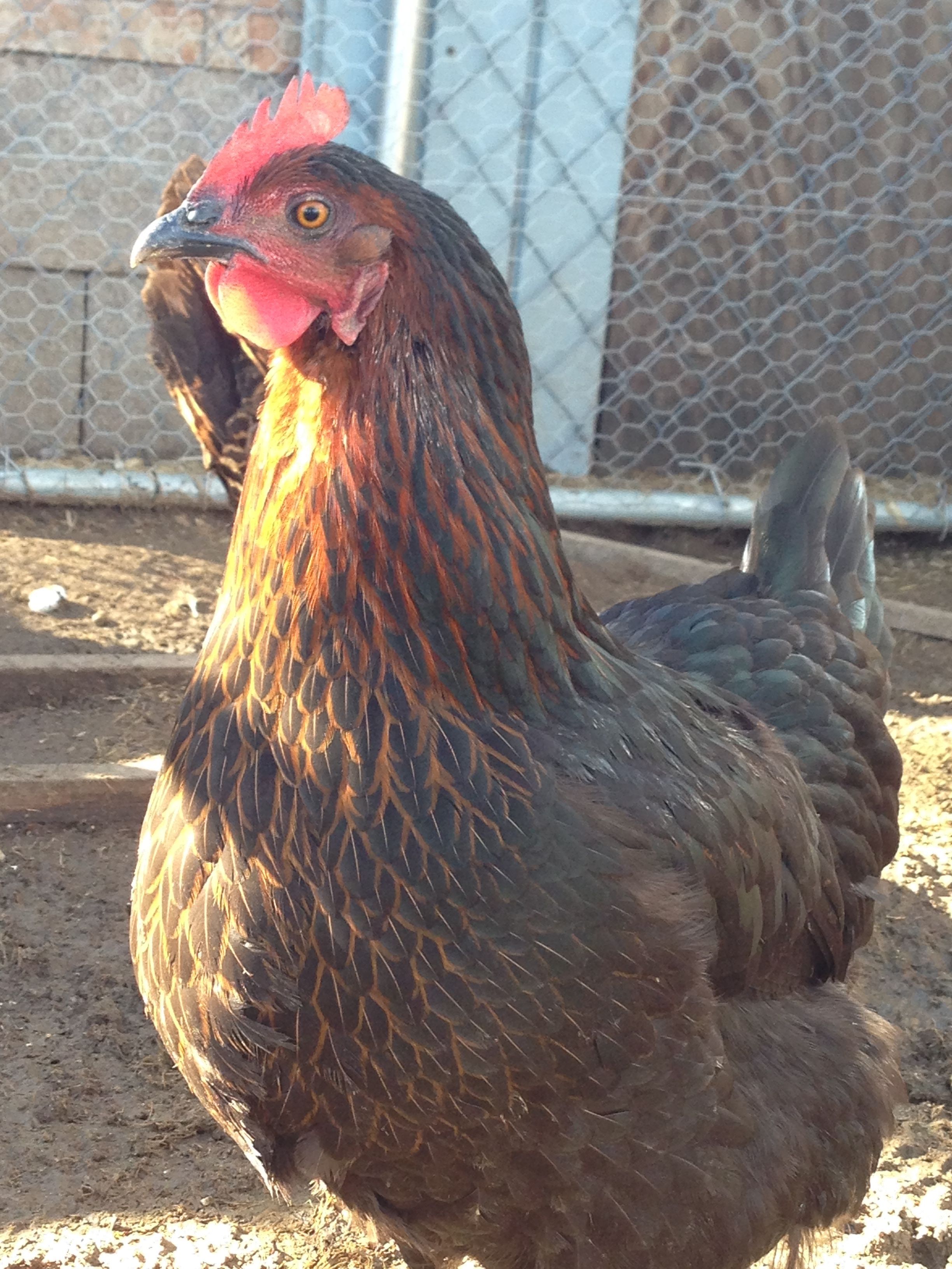 my rhode rock hen