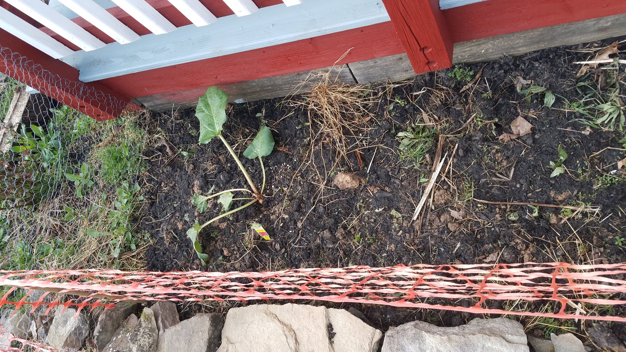 My Rhubarb