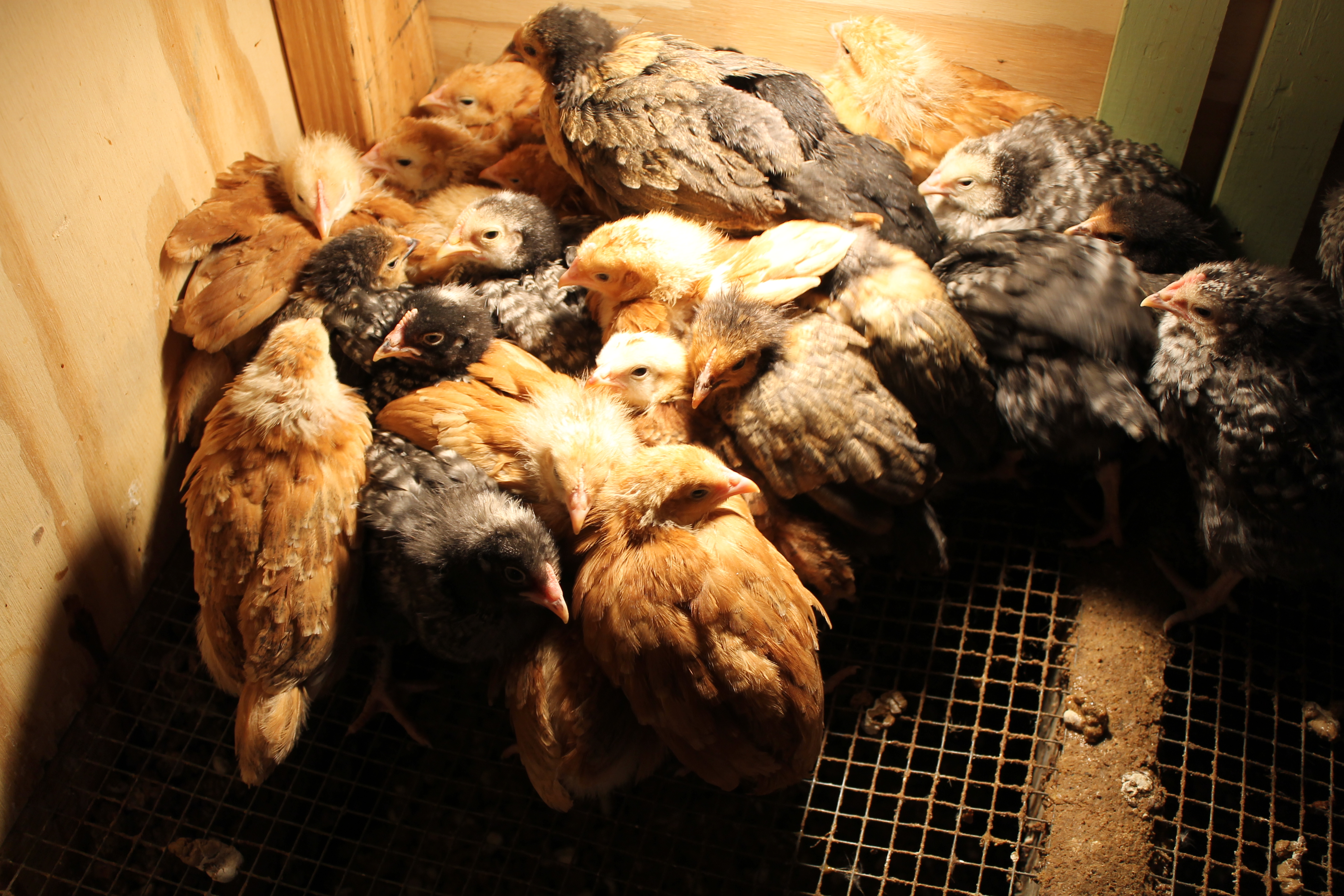 My RIR and BR chicks