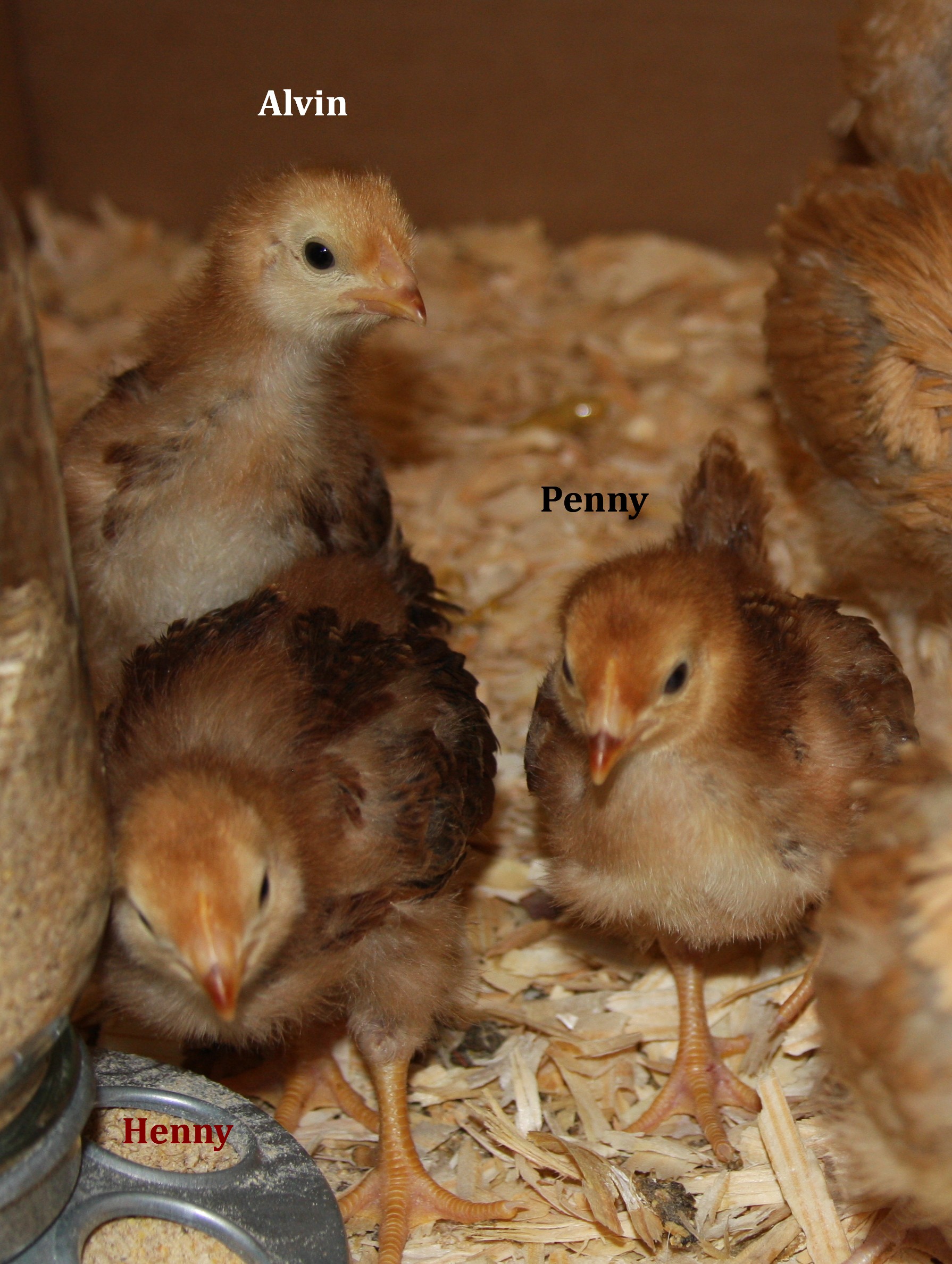 My RIR pullets (they'd better be girls!)