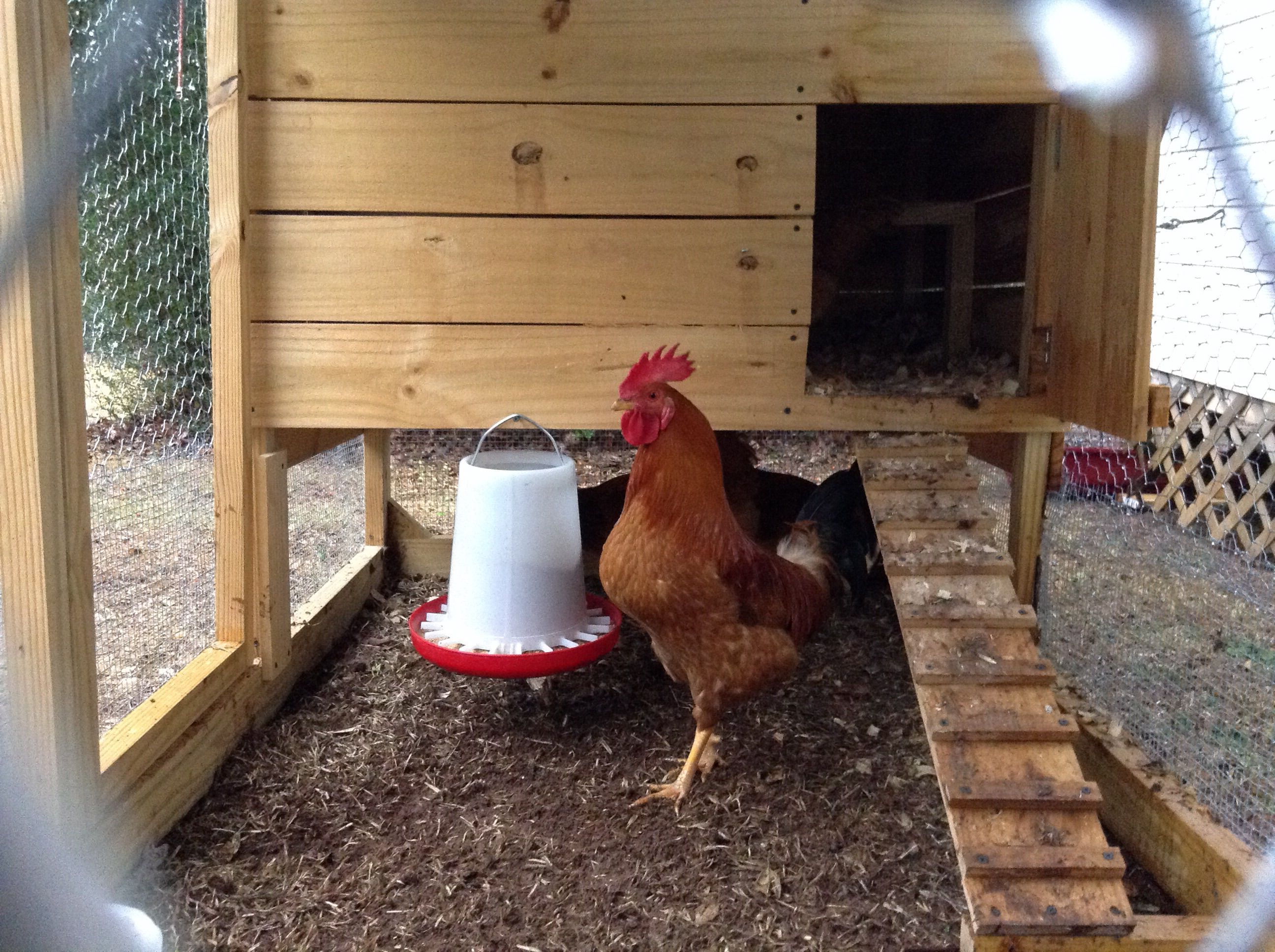 my RIR rooster, Roadrunner