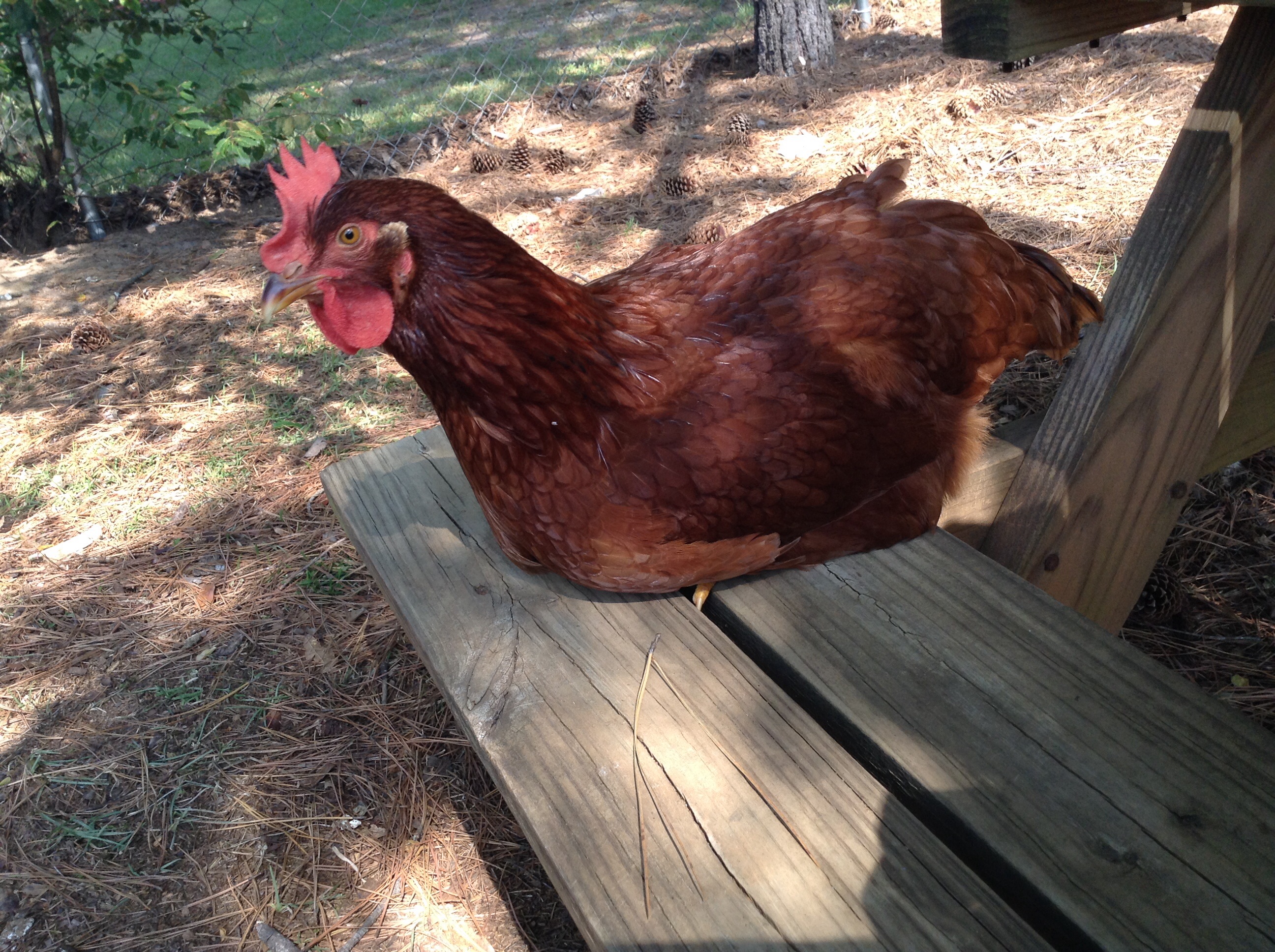 My RIR sits and talks to me at our picnic table.