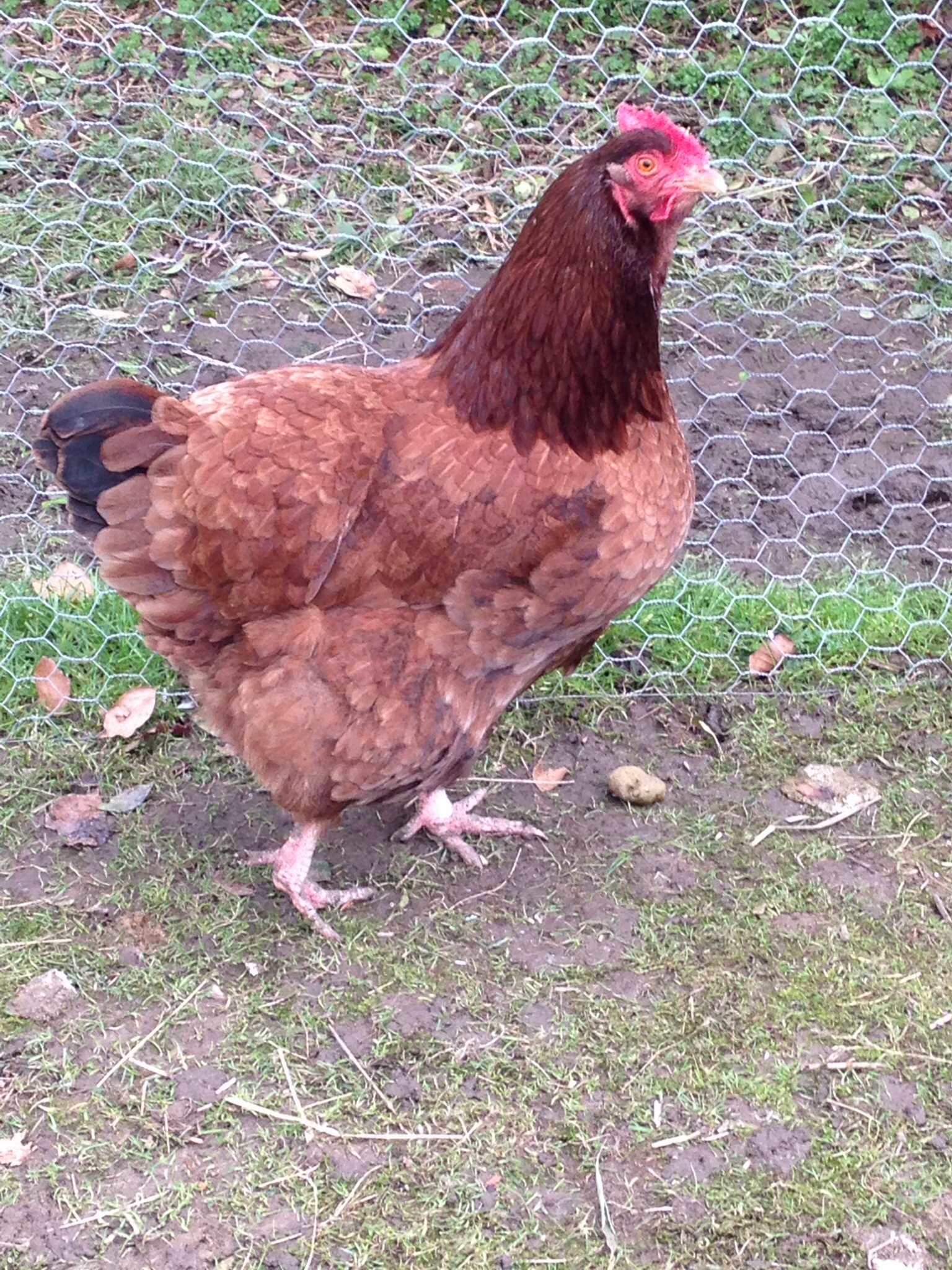 My RIR x