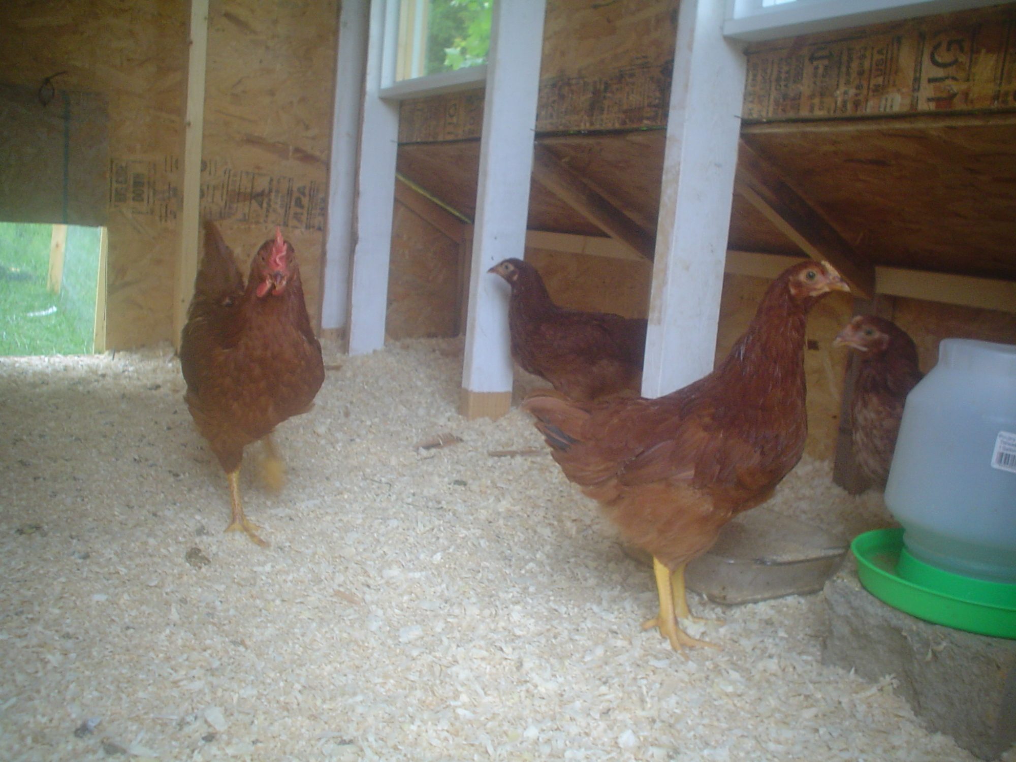 My Rir's in their new coop
