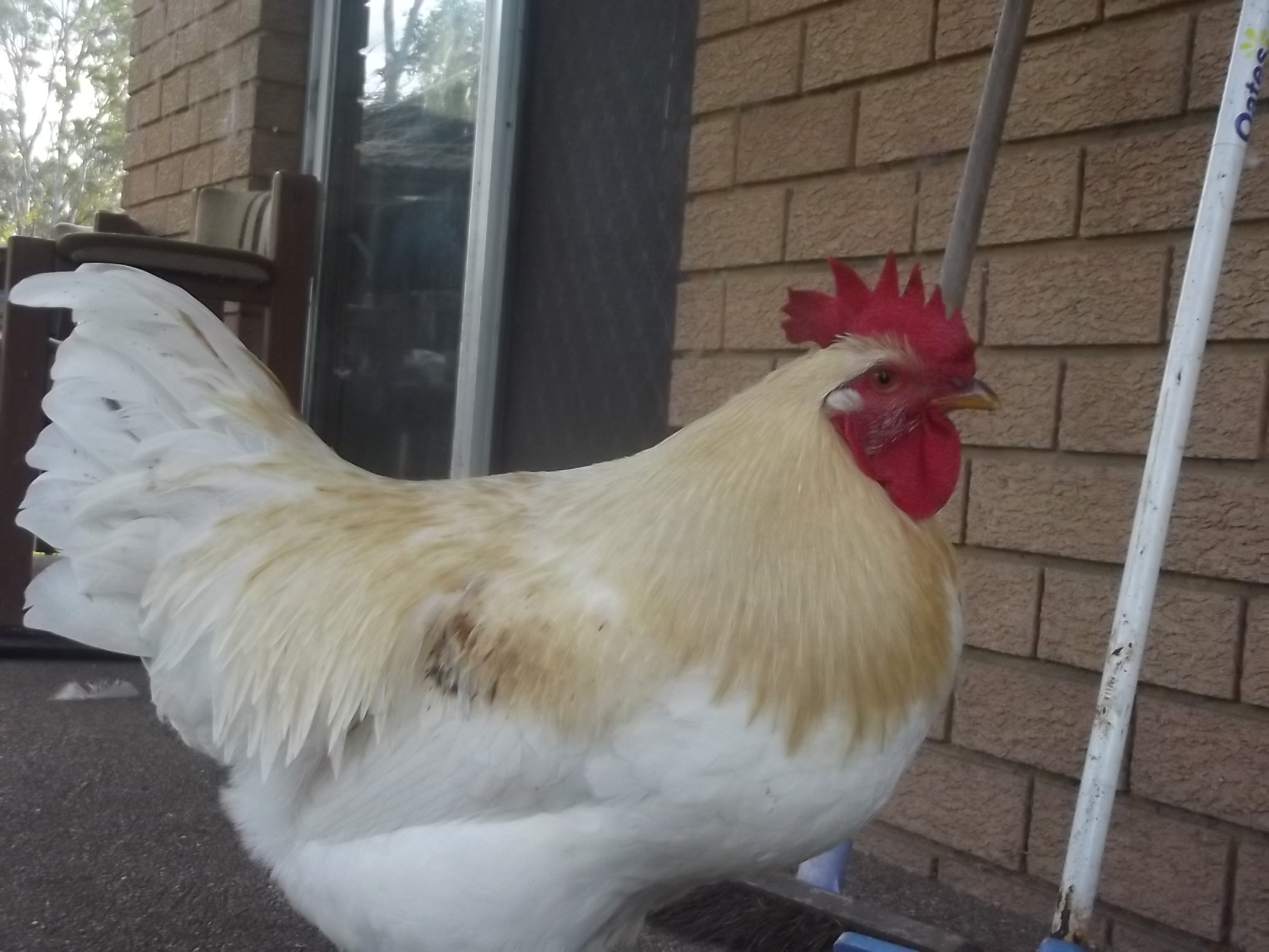 My Roo Beast having a pose. You handsome devil!