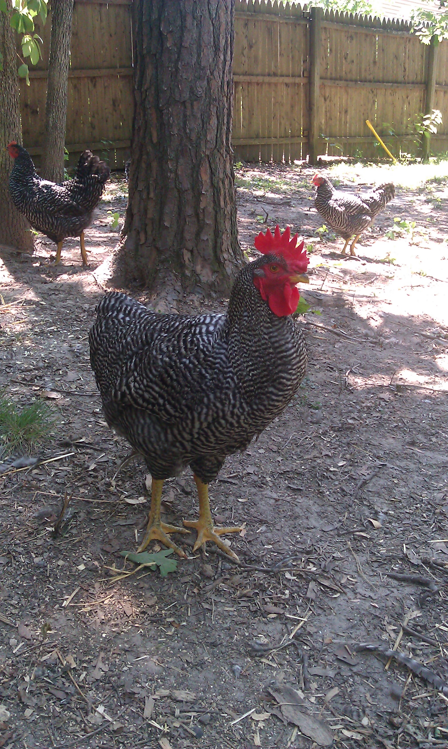 My roo "Campbell" at 16weeks old.....he was such a sweet boy, now he attacks me and one of my kids....lol....no idea why!

IMAG0303.jpg