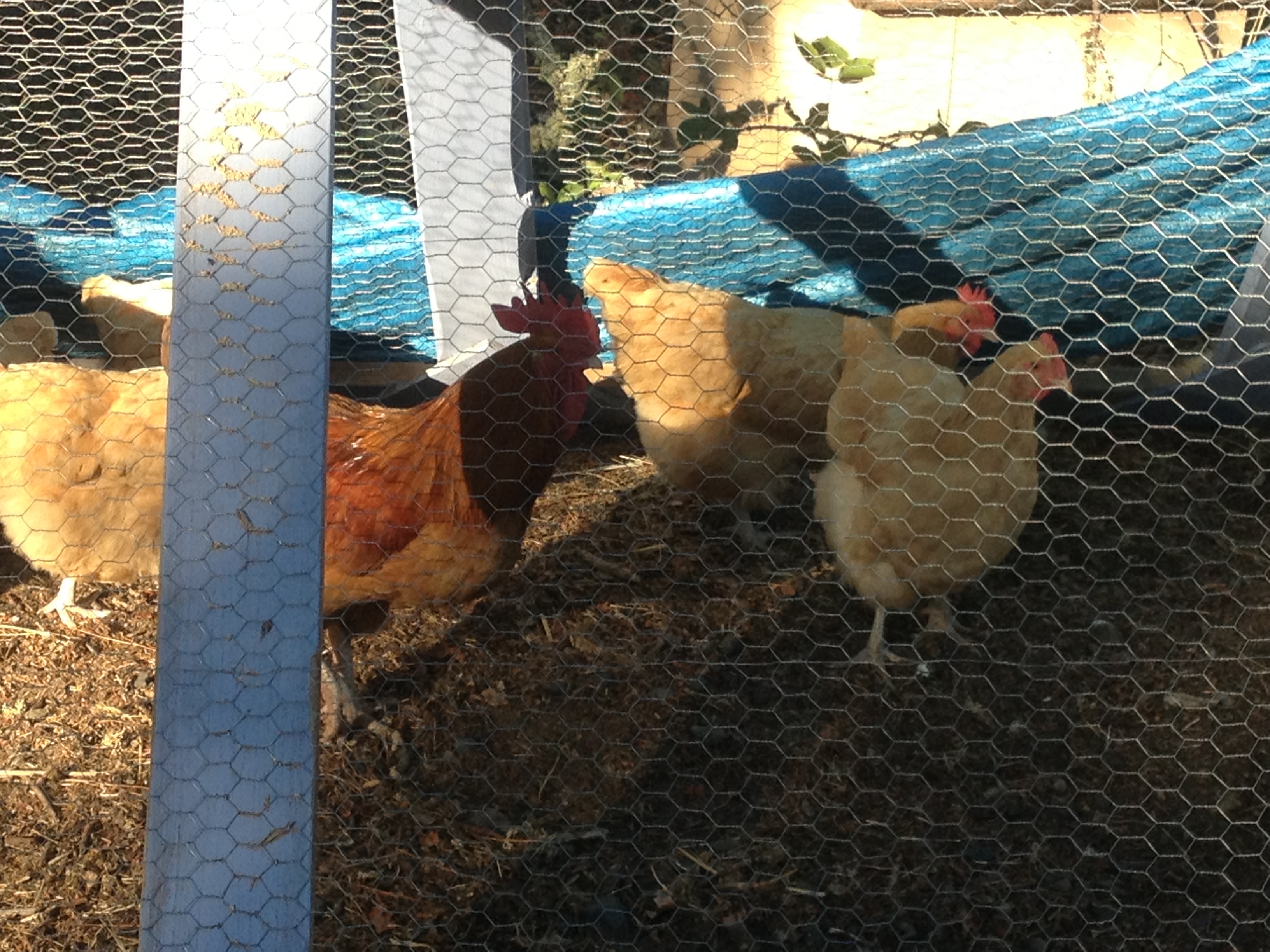 My roo got a flock of his own today:)