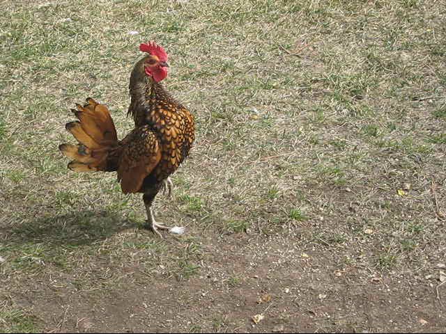 My Roo Mr. Bigg, The daddy to my chicks.