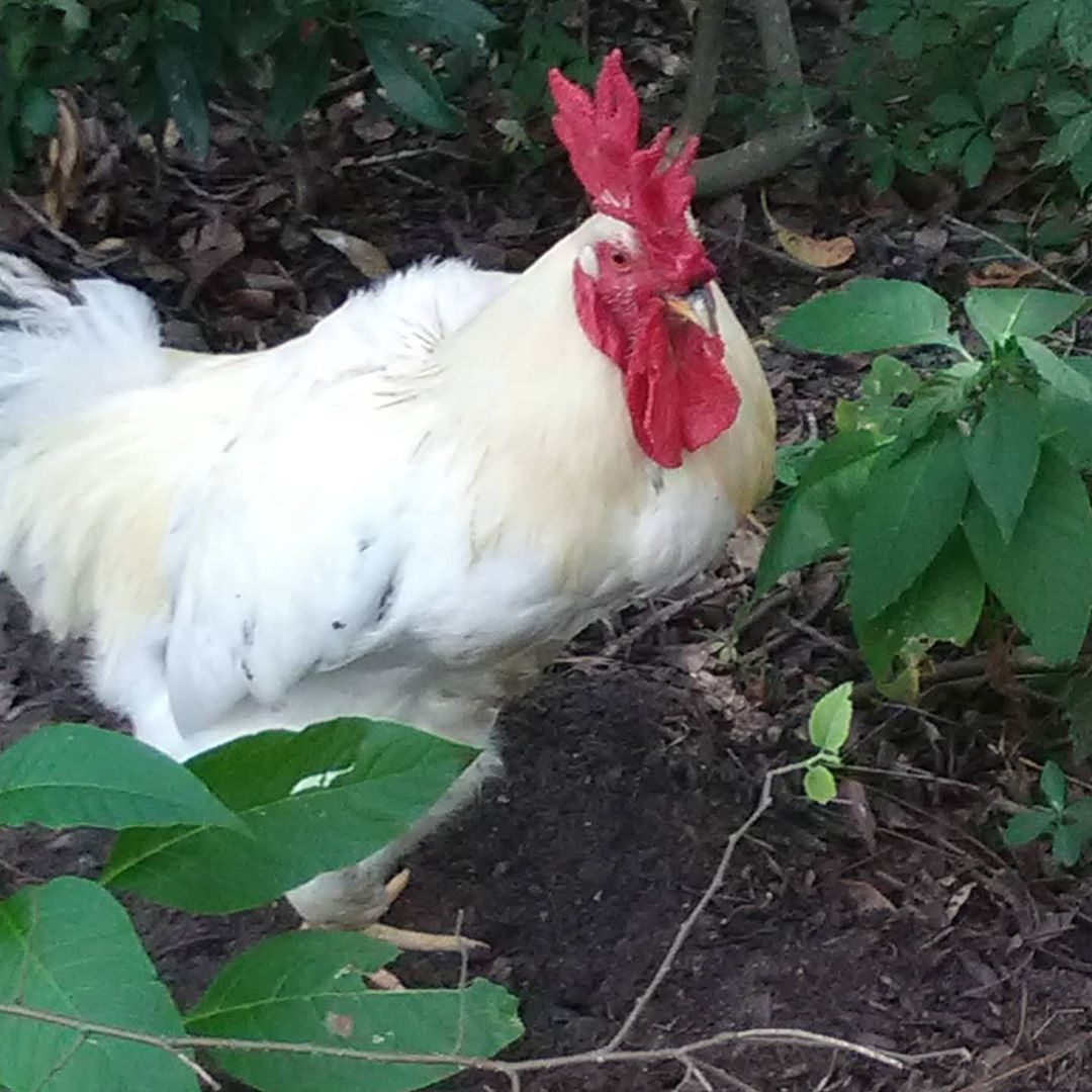 My Roo Named Banana