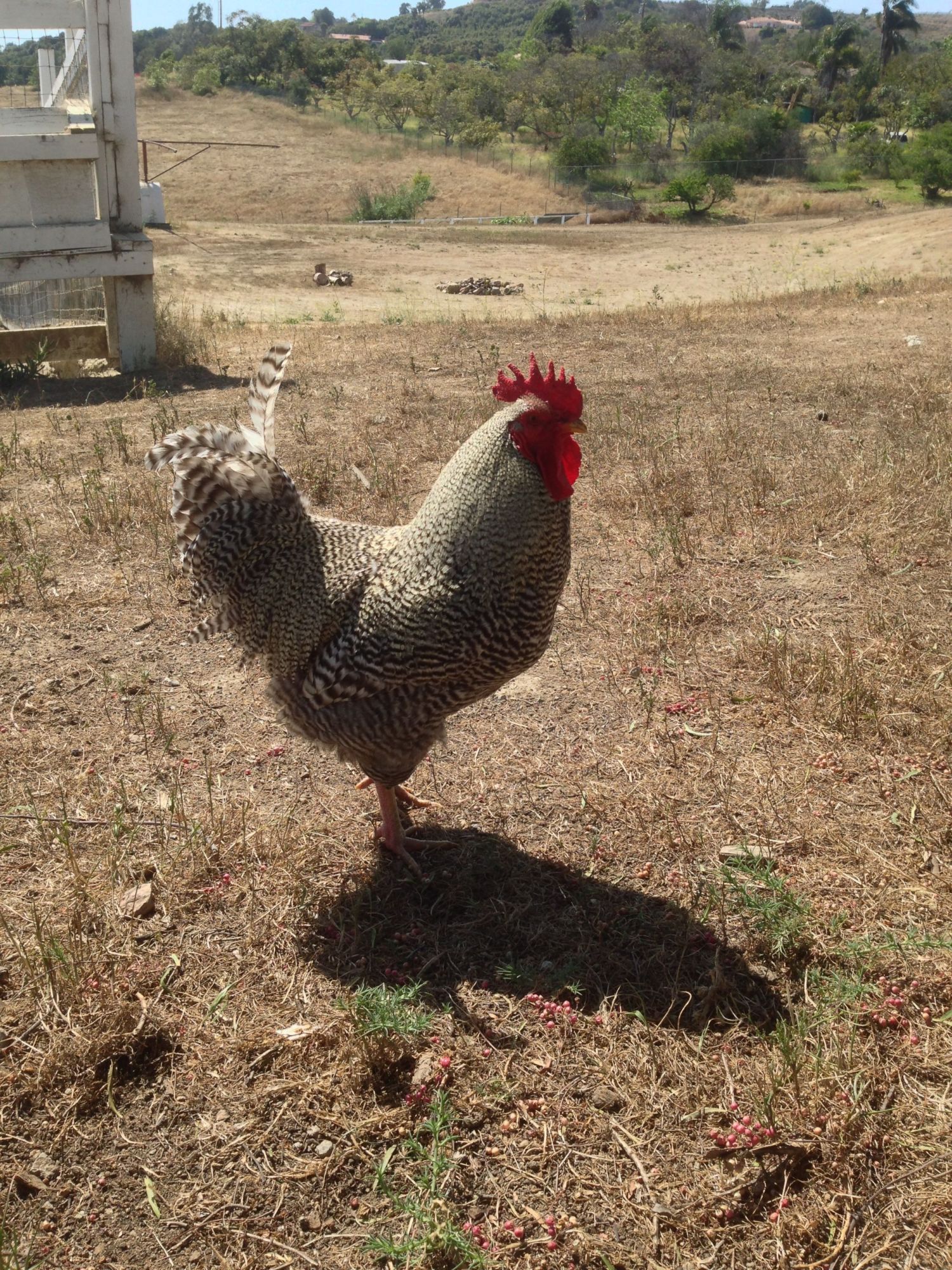 My roo
