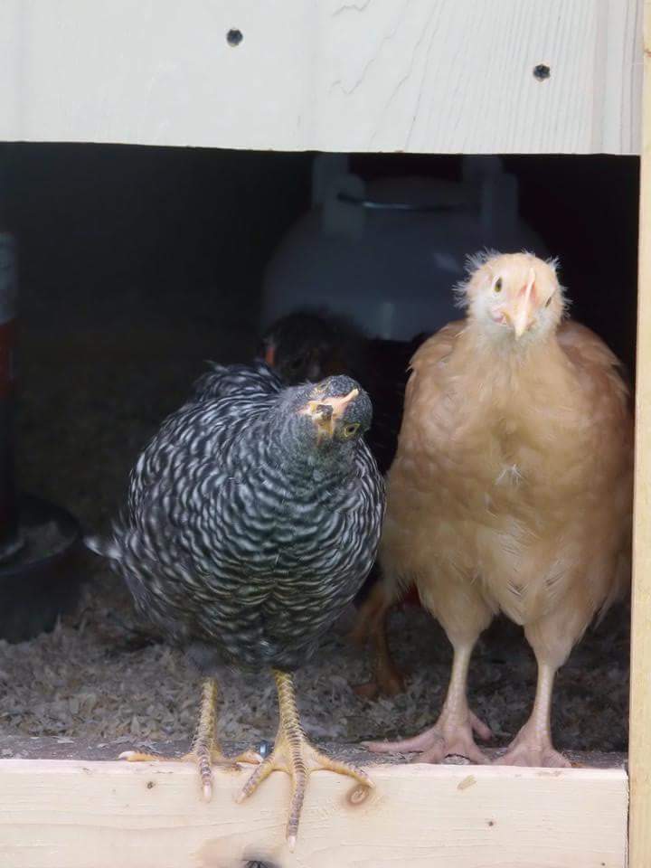 My roommate took this picture and posted it to fb and this was her title!  Certainly looks like Ophilia is questioning her!