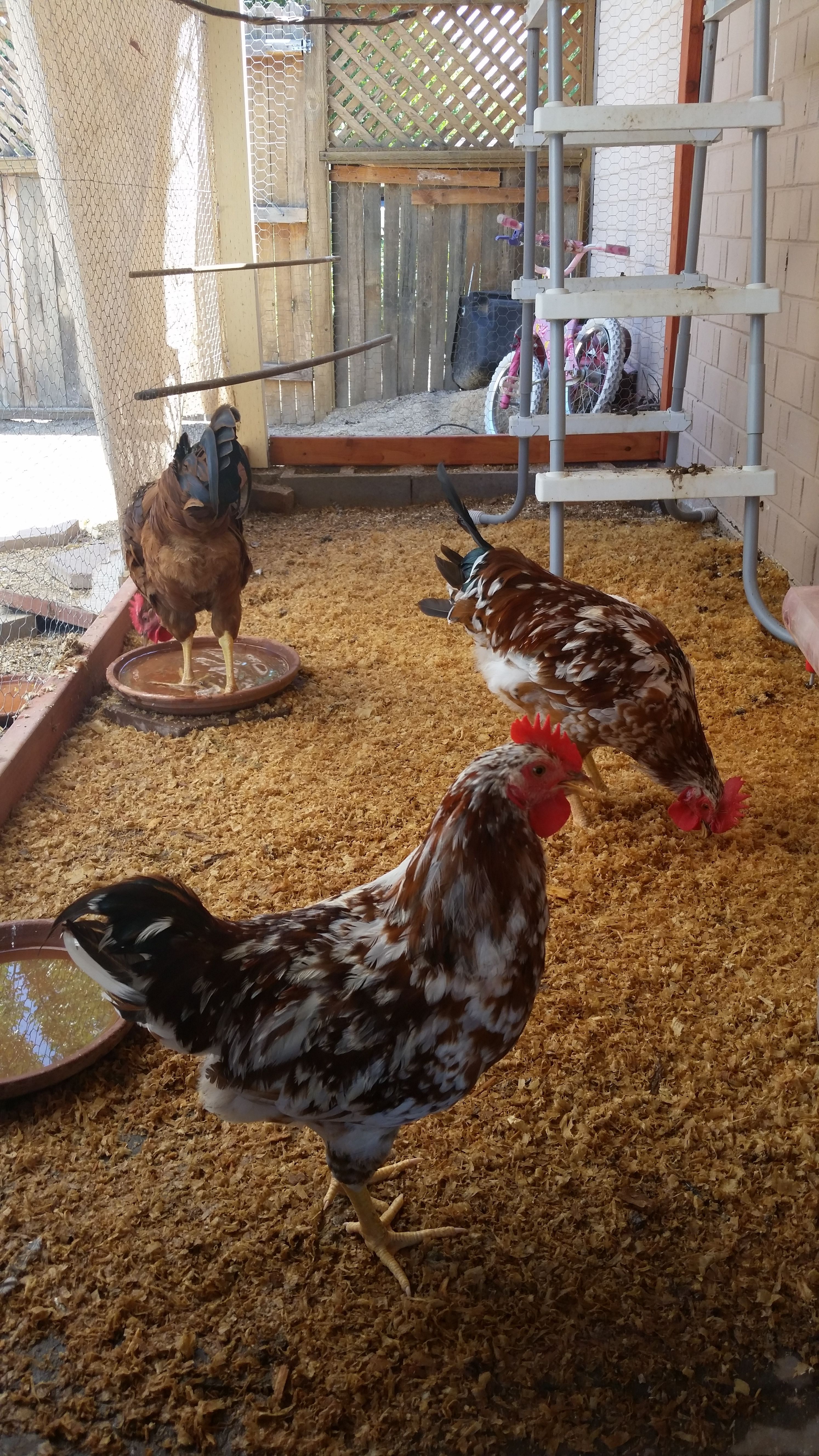 My Roos in their Coop.