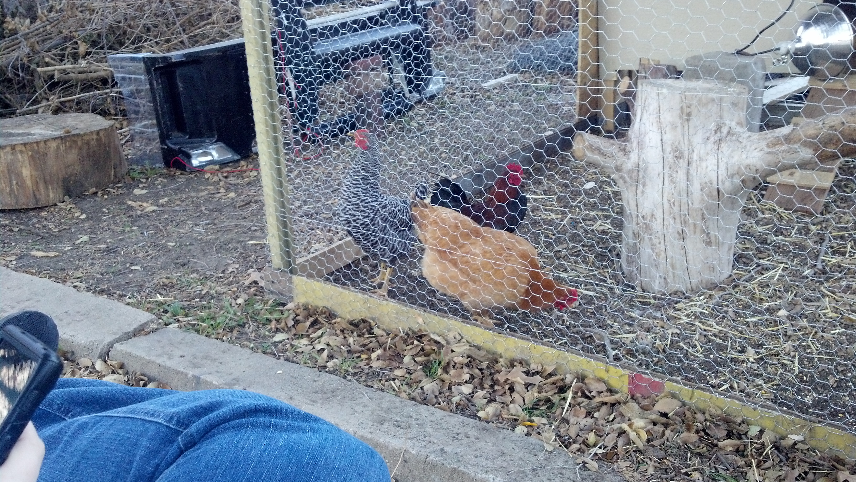 My  rooster and the two girls