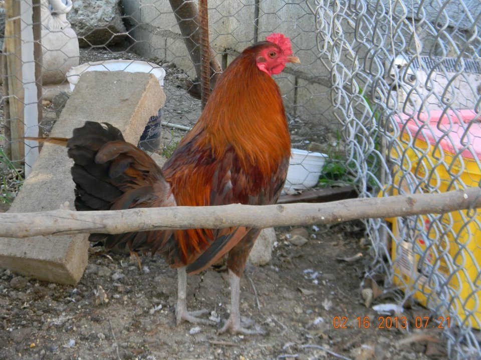 My rooster before dubbing