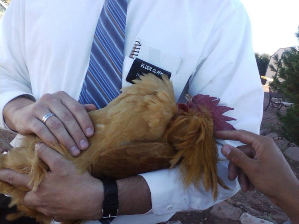 My Rooster being cuddled!