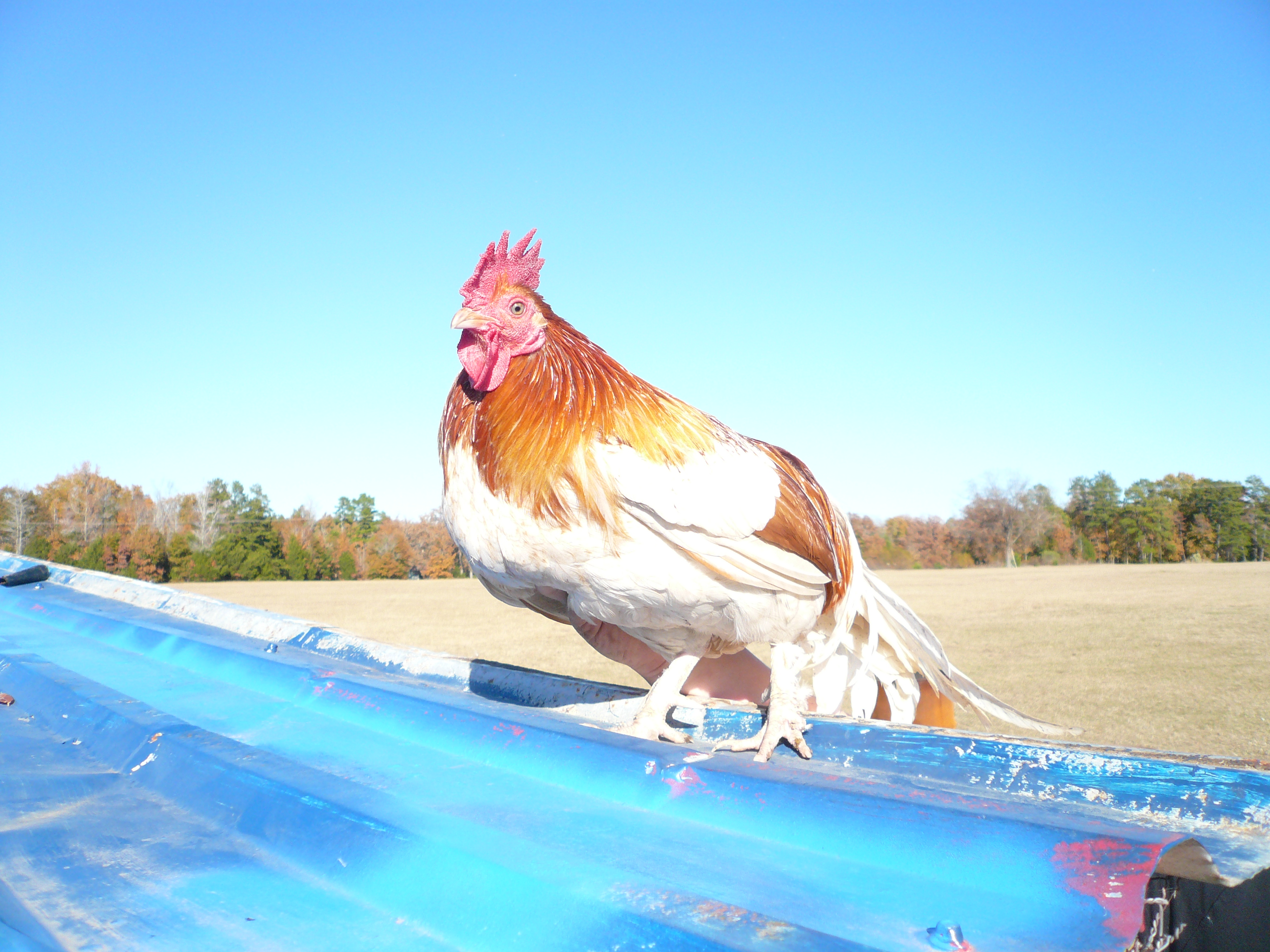 My rooster  Big Red
