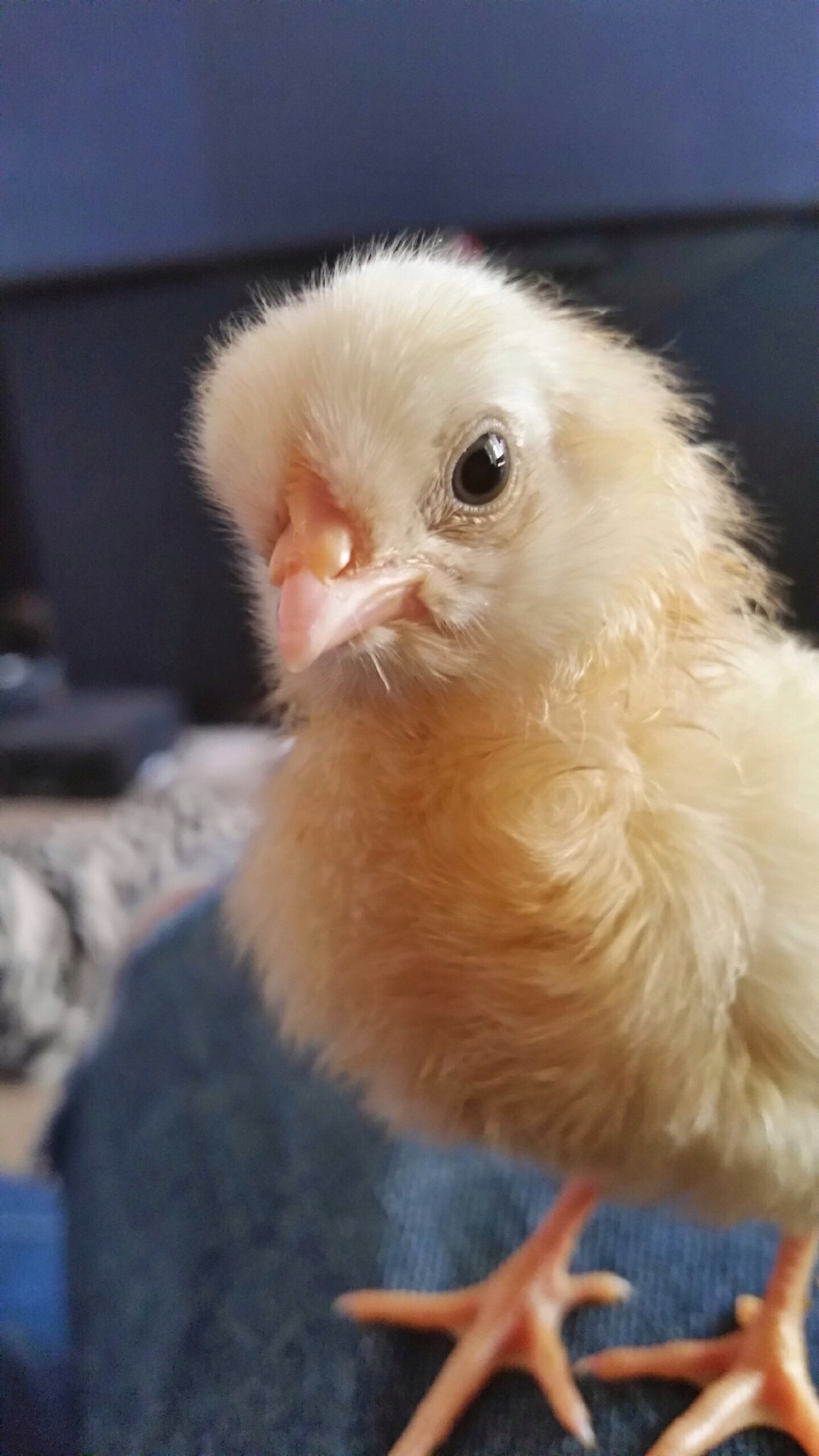 My rooster butterscotch when he was a baby but when he grew up we had to give him away
