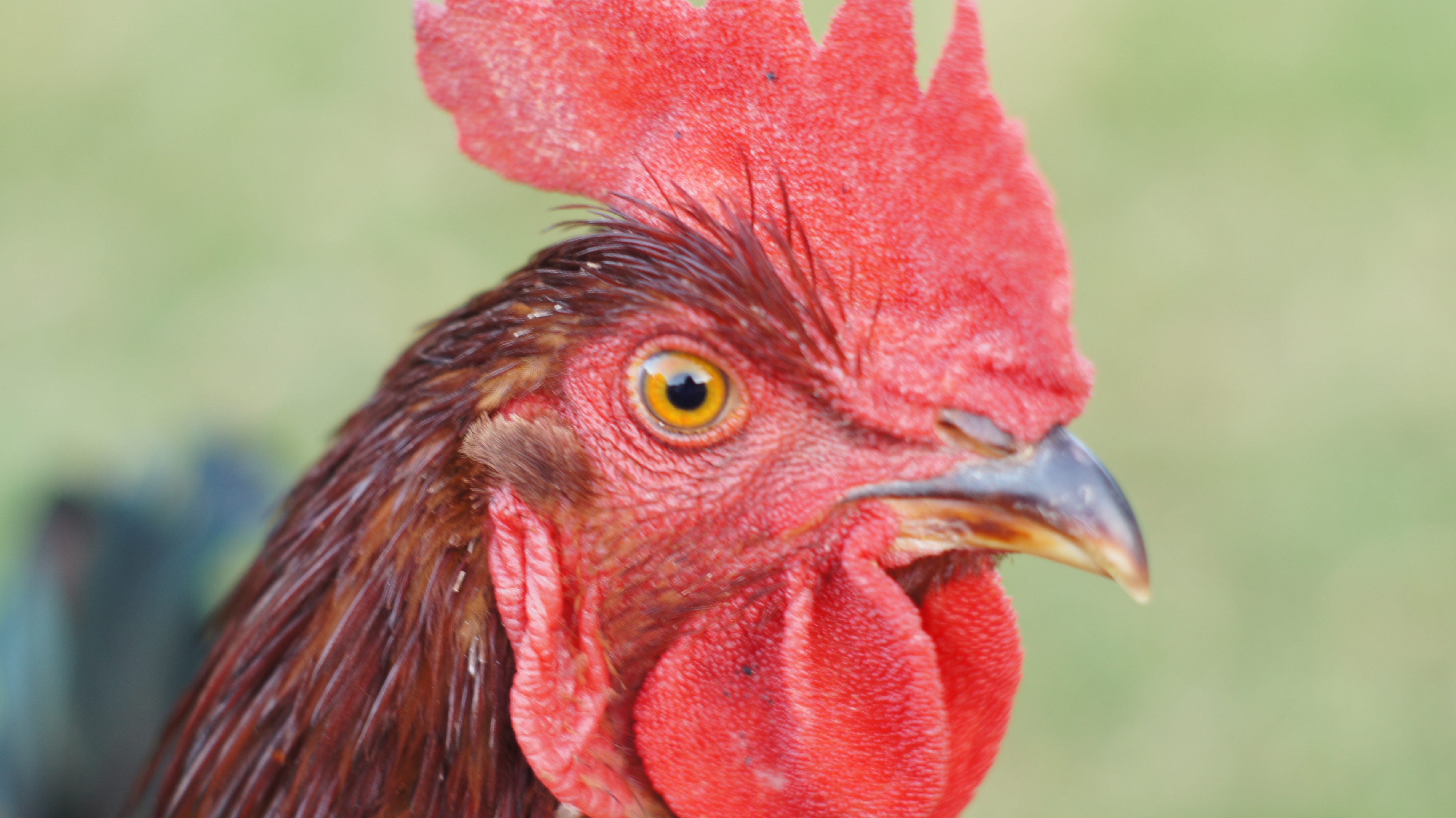 My Rooster checking out the camera