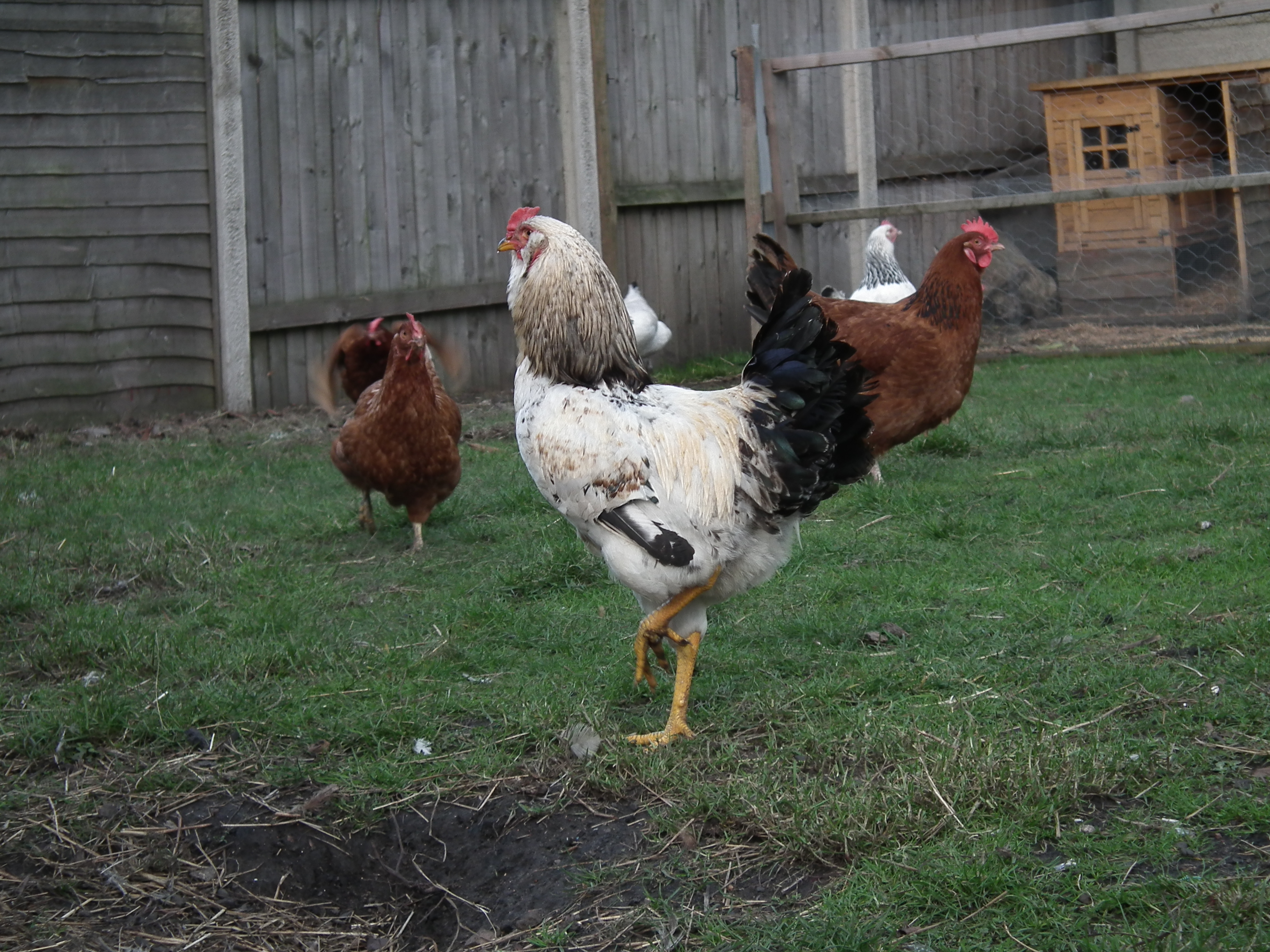 my rooster :D