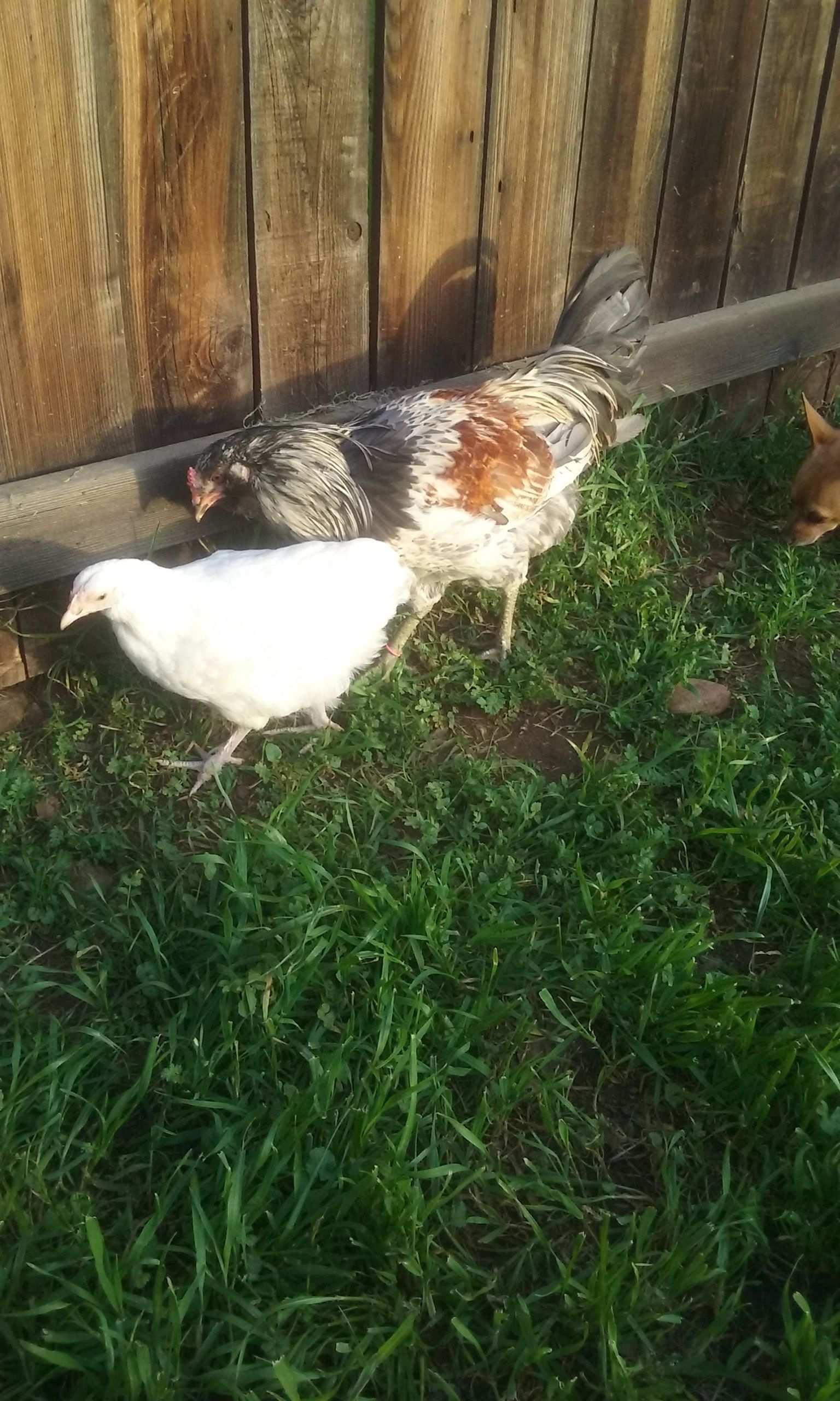 My Rooster Farkle and his hen Sandee