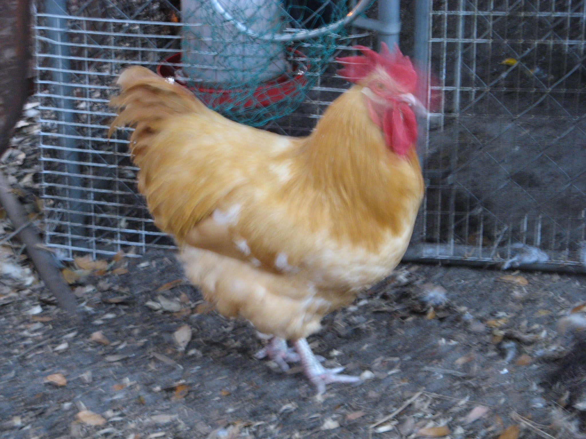 My rooster for my breeding flock for 2013.  He was still molting when this photo was taken.
