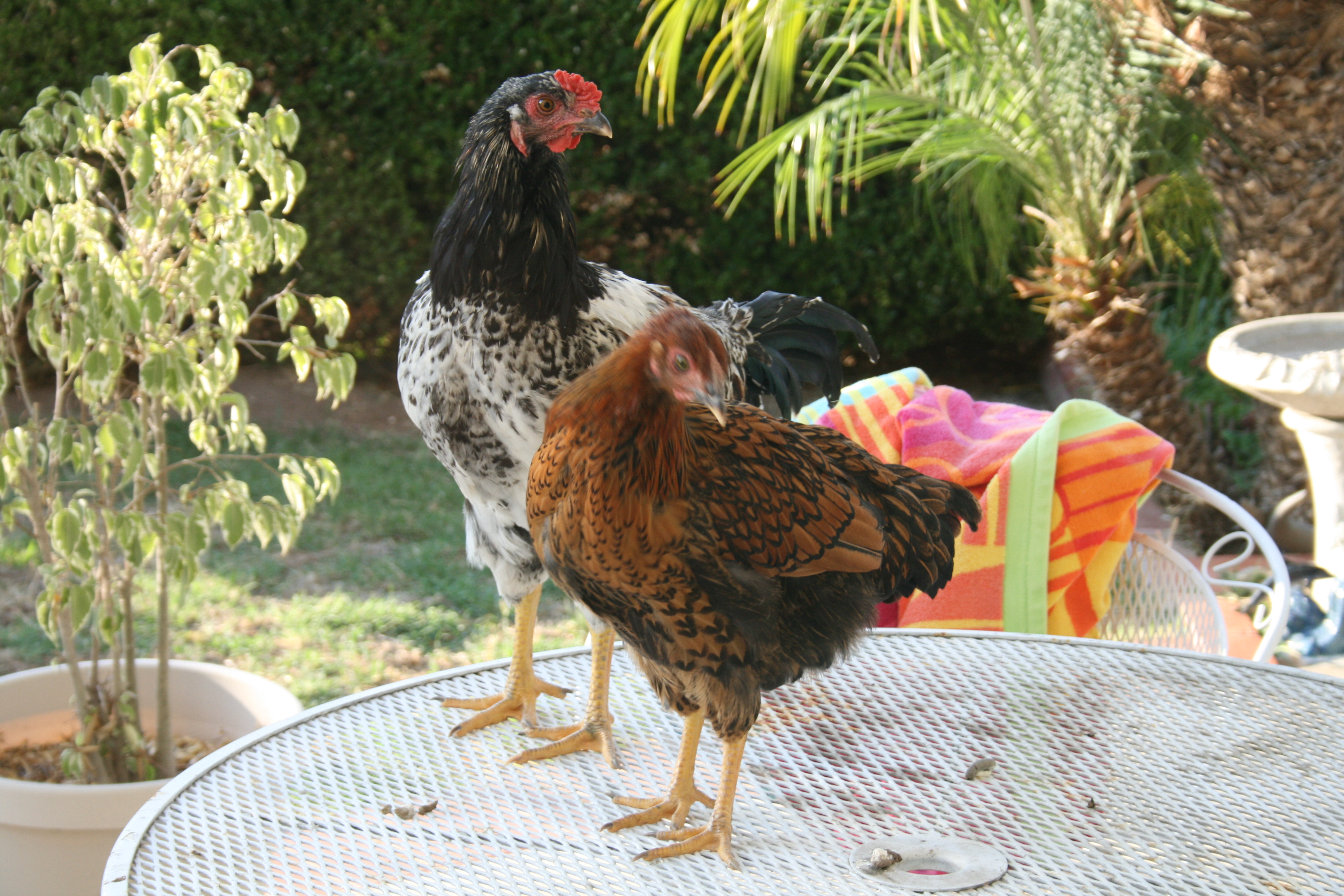 My rooster Harvey and pullet Brownie at 3 months of age.  Their favorite place to hang....the concept of free range involving grass and bugs seems to elude them...they hang out by the sliding glass doors hoping to come inside the house!