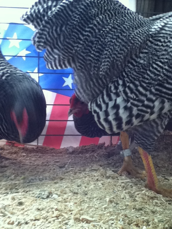 My rooster has beautiful coloring of his tail feathers