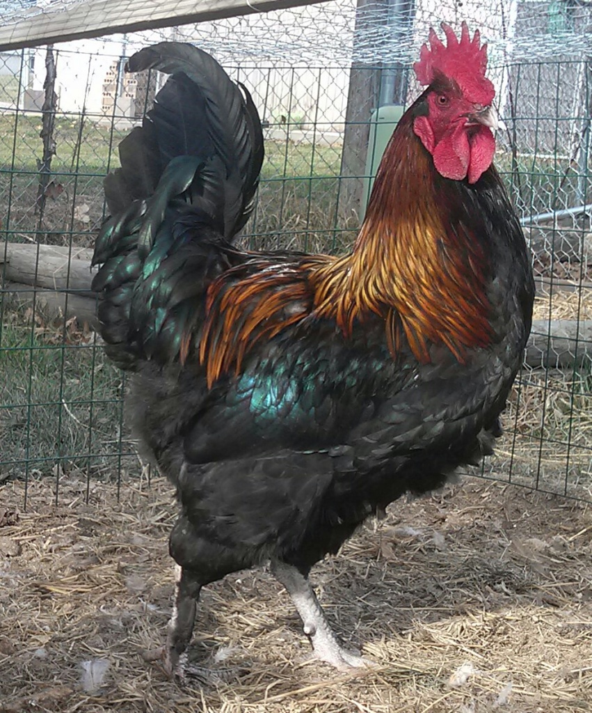 My rooster "Howtacrow" (named by my son) :)