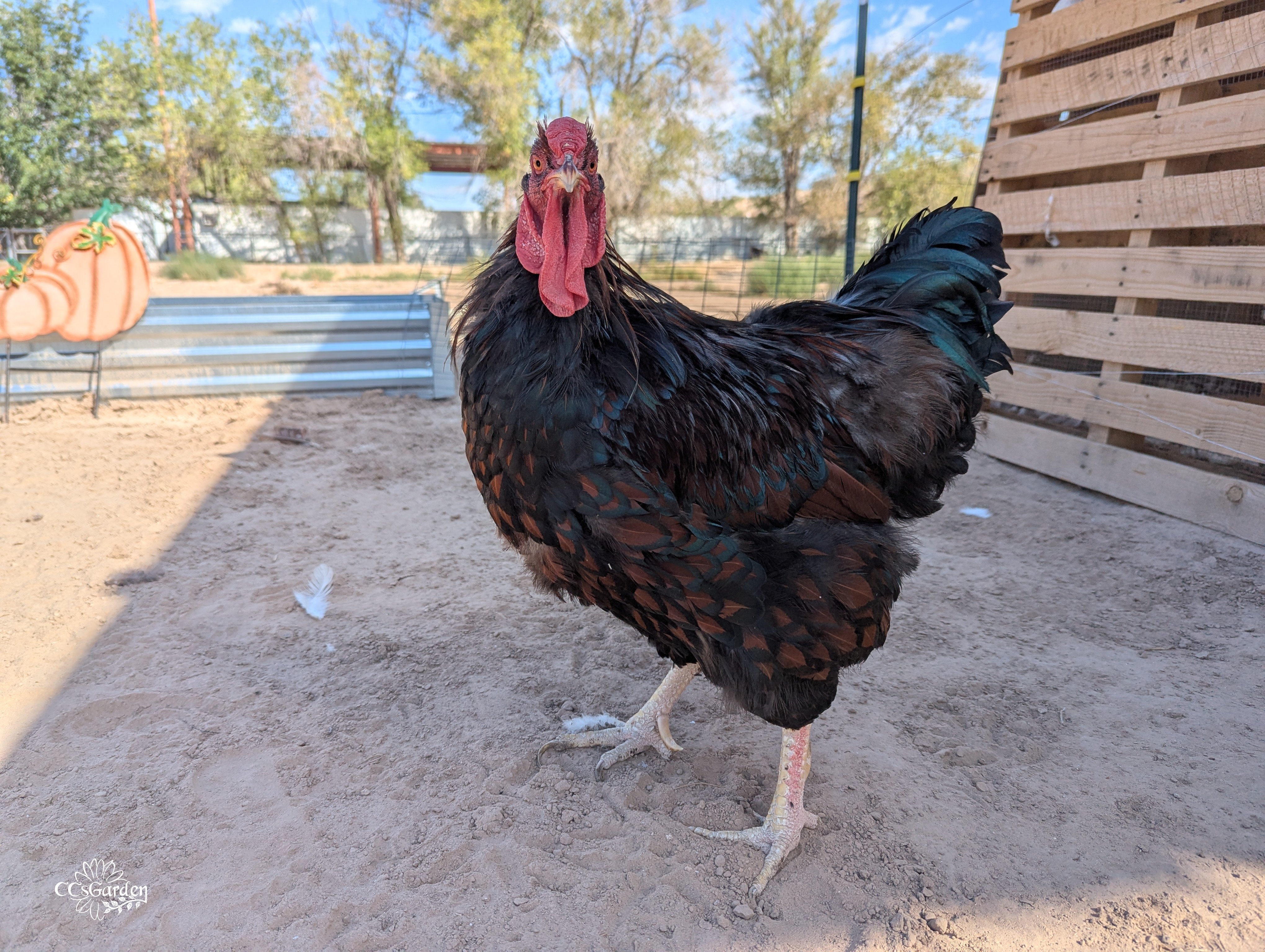 My rooster.jpg