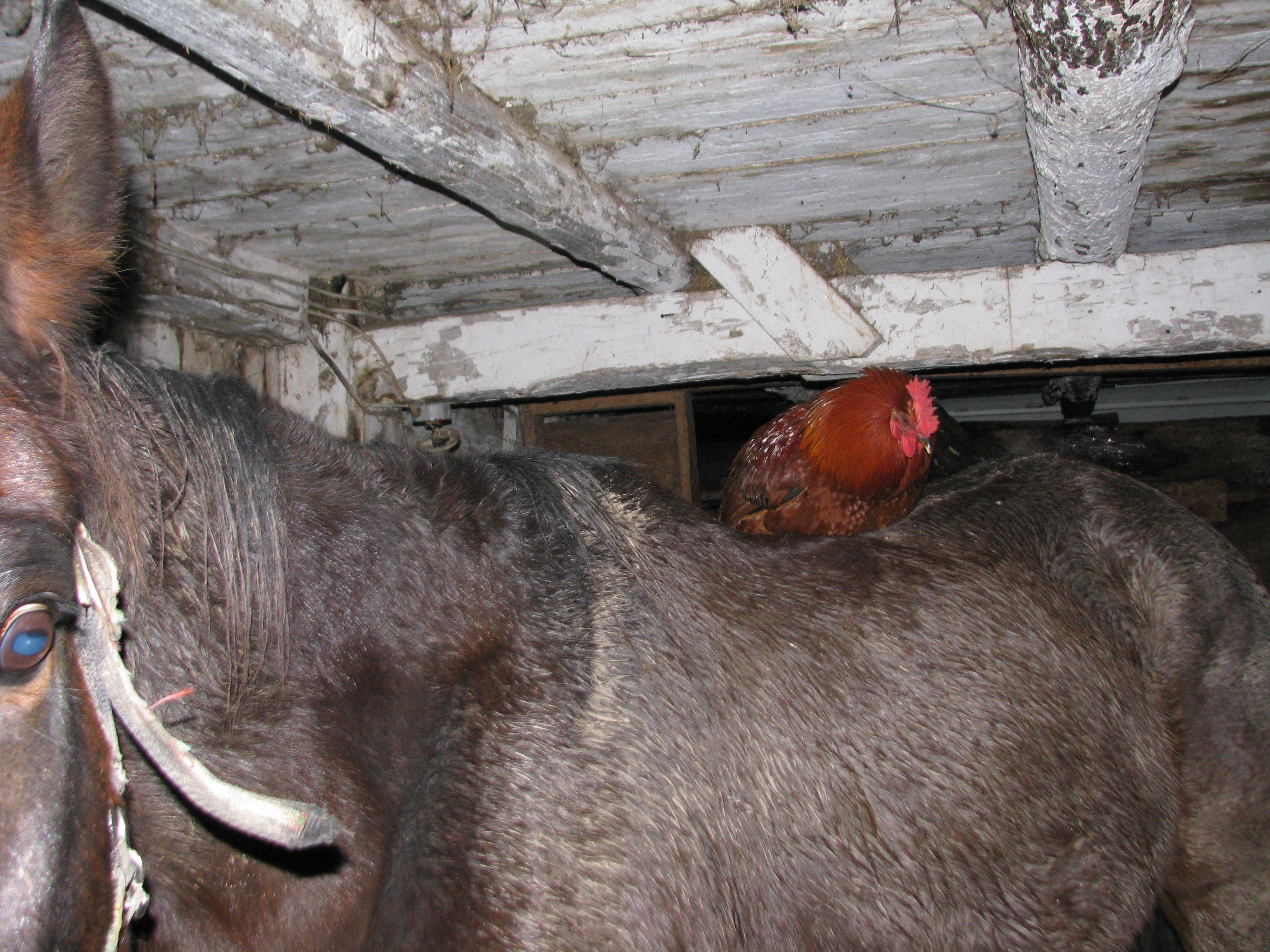 my rooster that sleeps with the horses