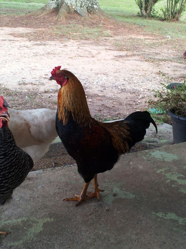 My rooster who is king of the flock