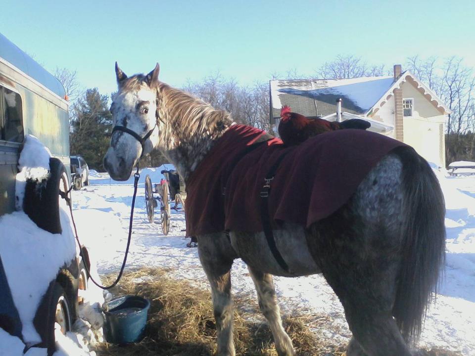 my rooster with the amish horse! we are having a barn built and my rooster likes to hang out with the horse. he jumps on his back and gets nice and cozy.