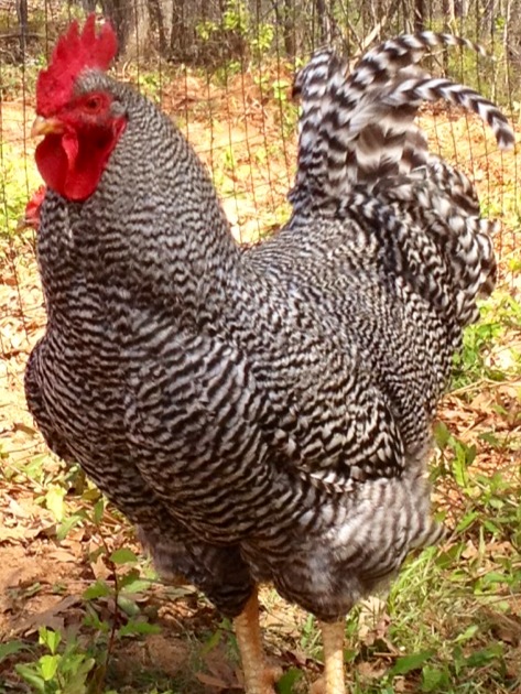 My Rooster
