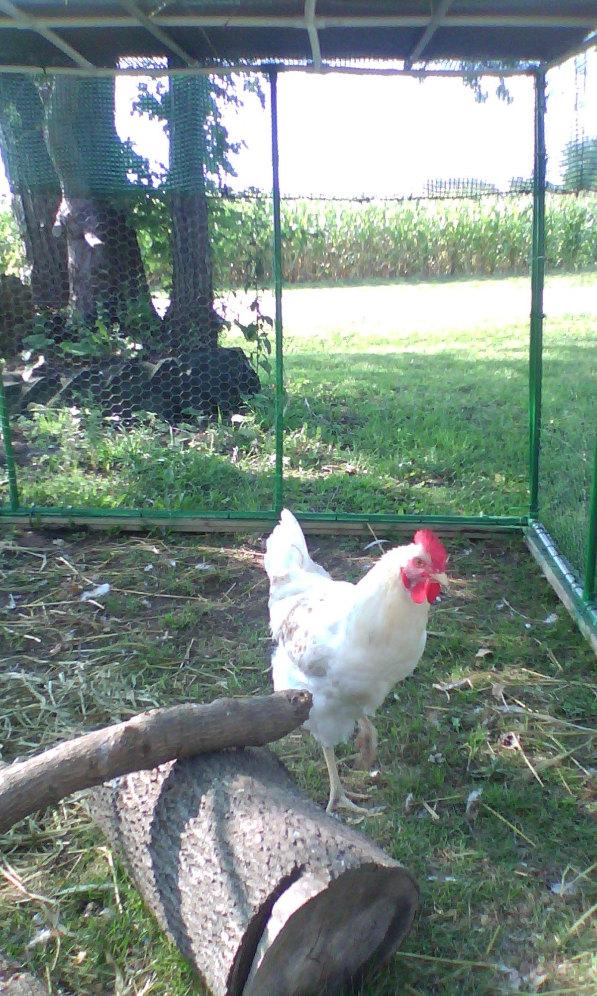 My rooster