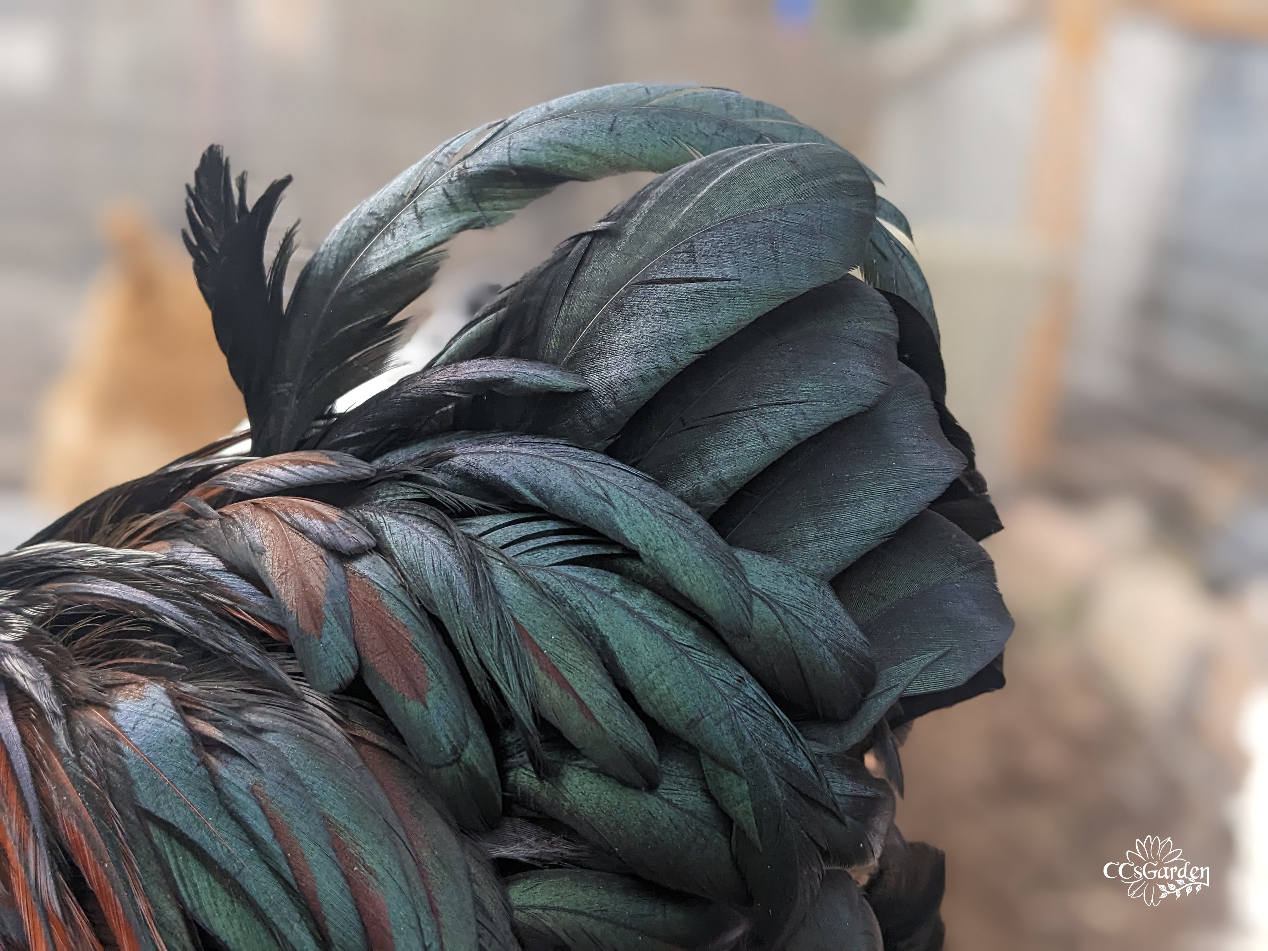 My roosters tail.jpg