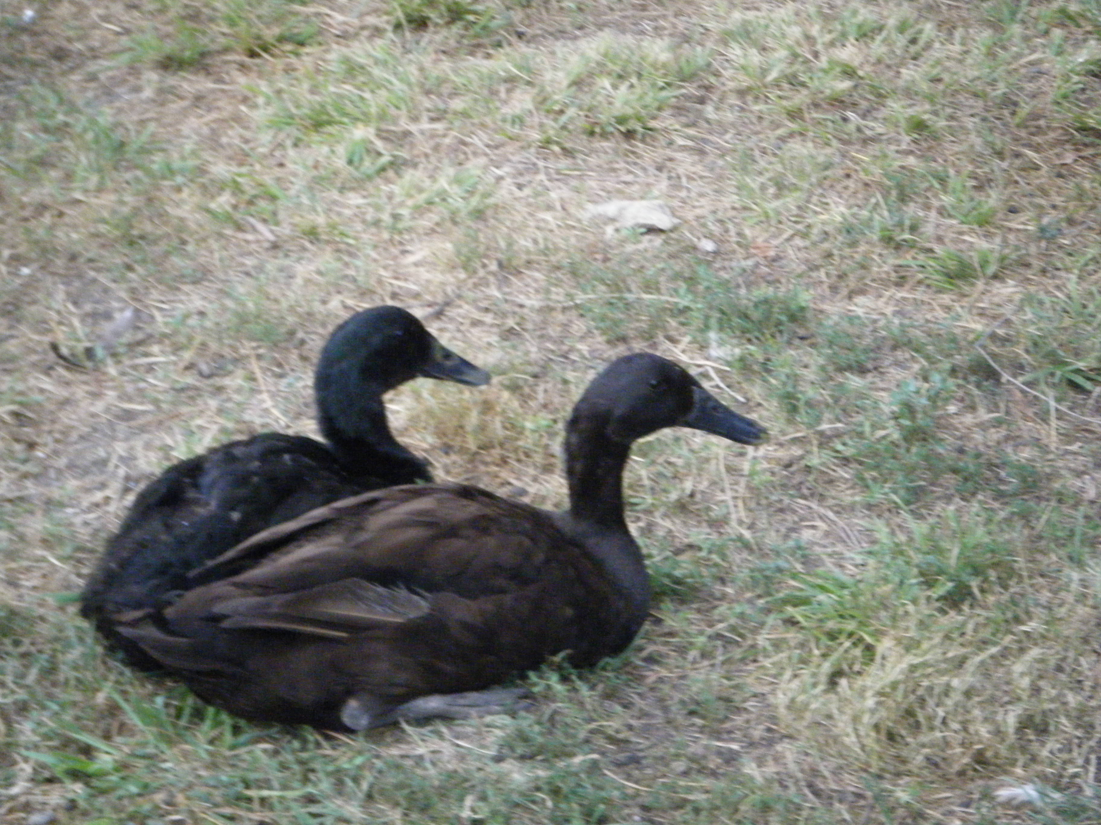 My Runner and a cross duck (the cross was one of those ducklings).  They're best friends now.