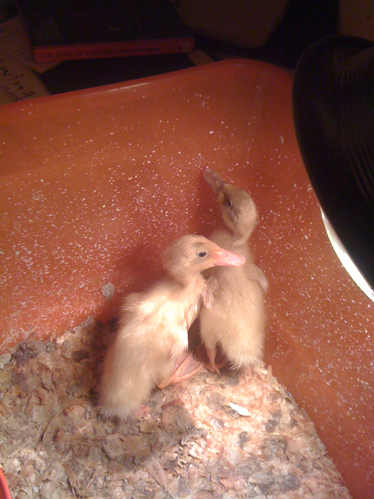 My Runners drying of after bath (Little and Reina)