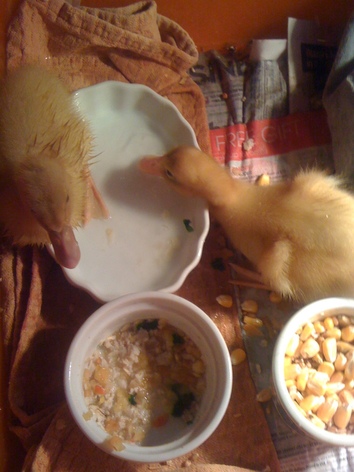 My Runners eating (Little and Reina)
