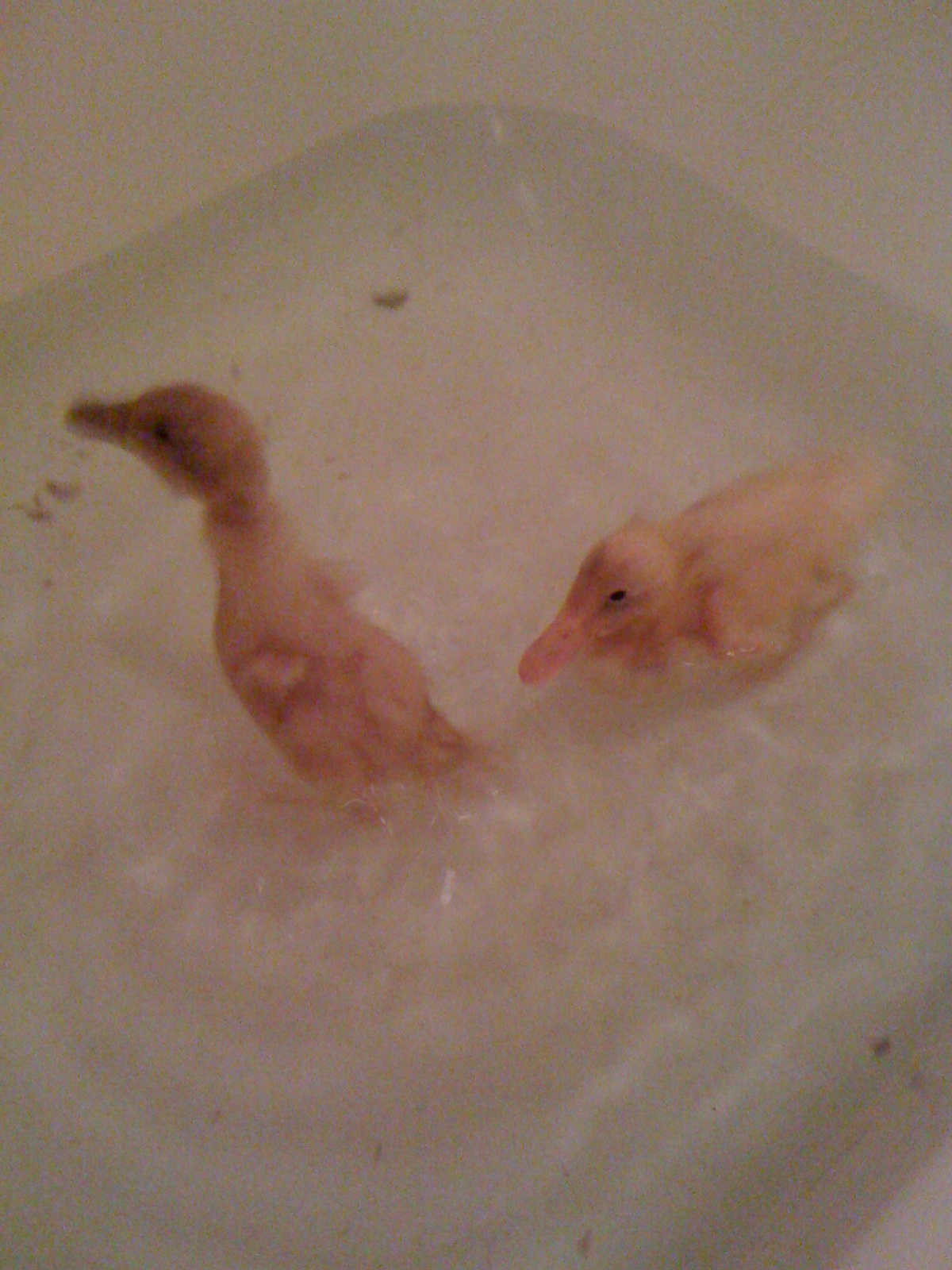 My Runners first BATH (Little and Reina)