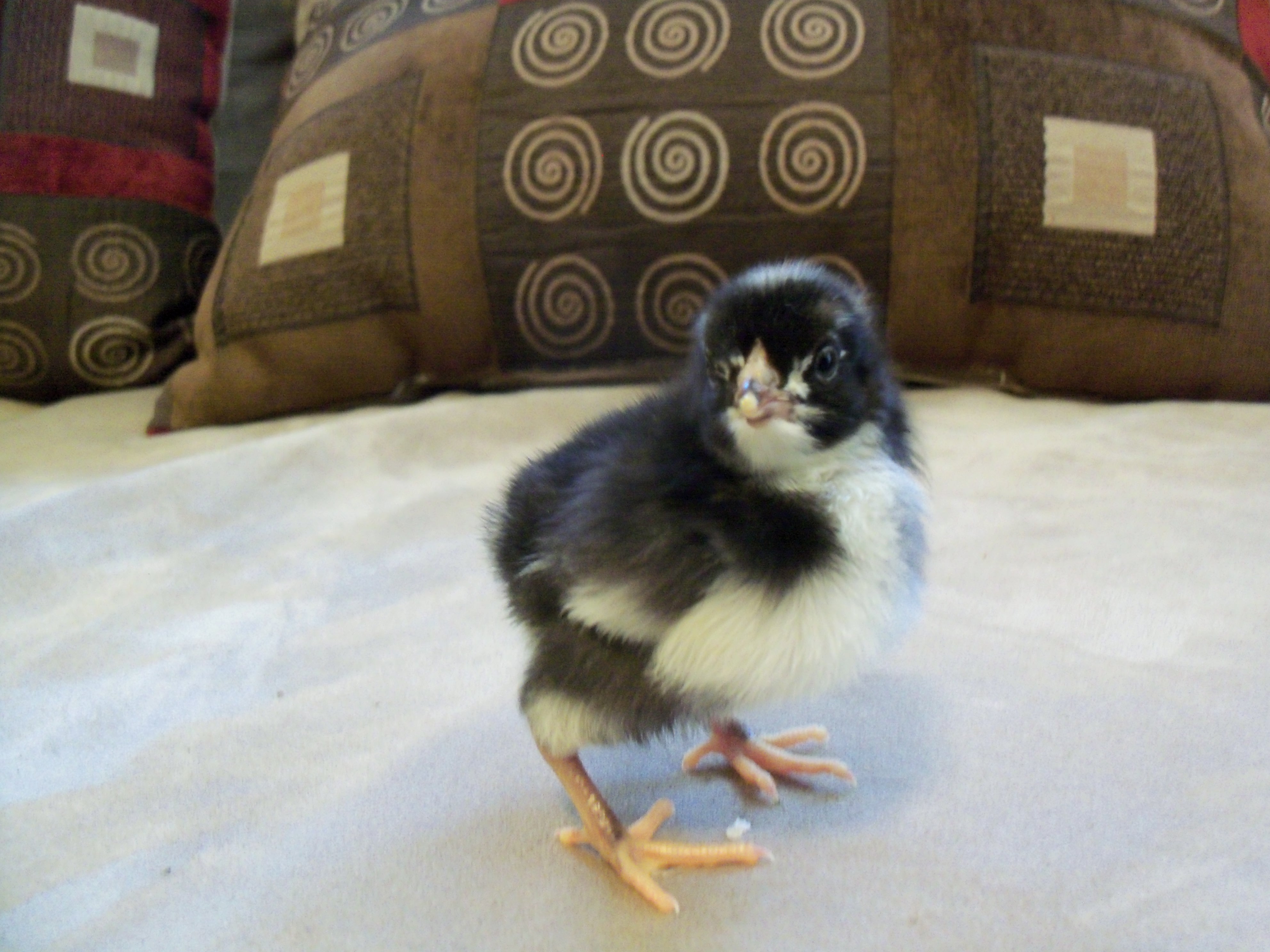 My Runt! I think she will be a Dominique